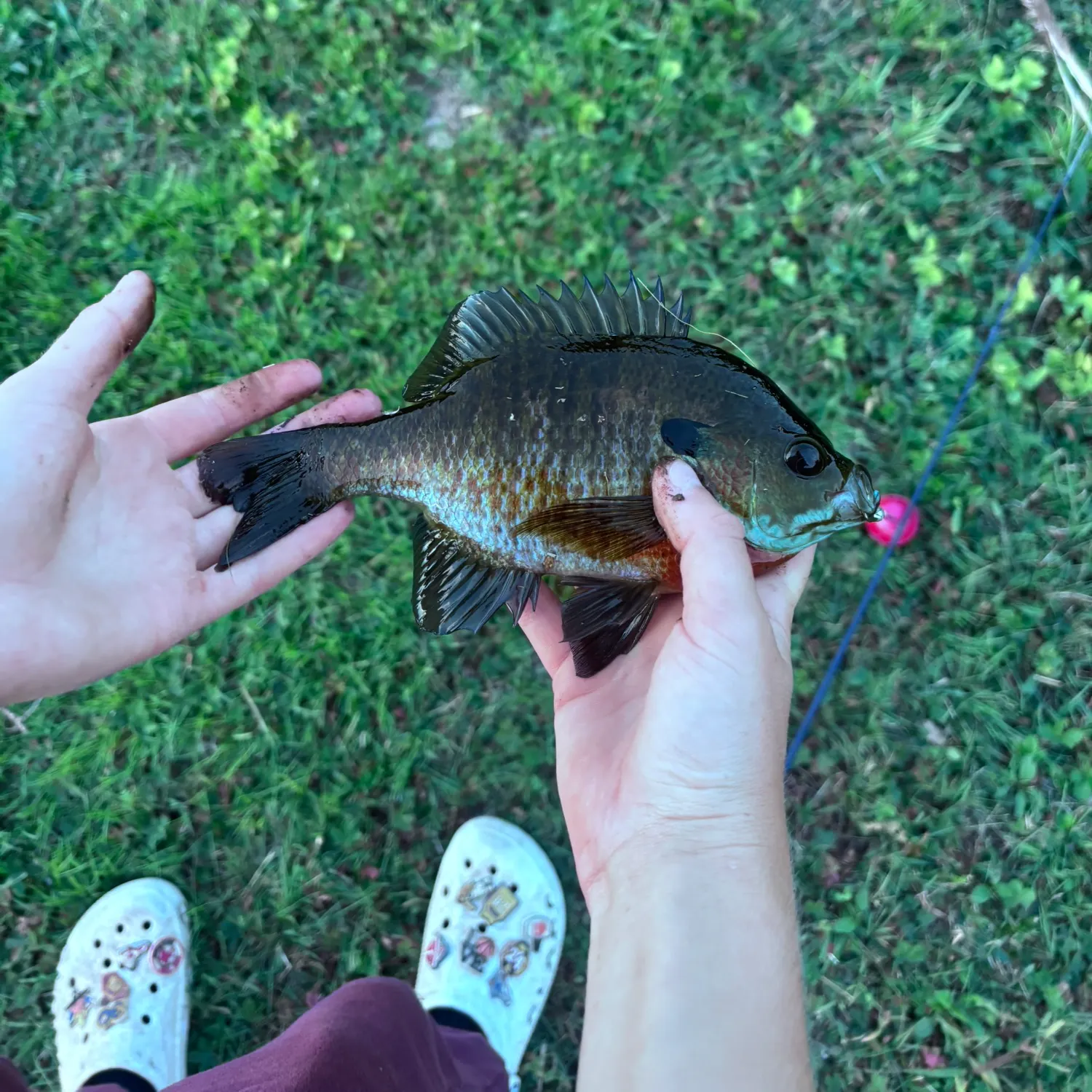Bluegill caught on Fishbrain