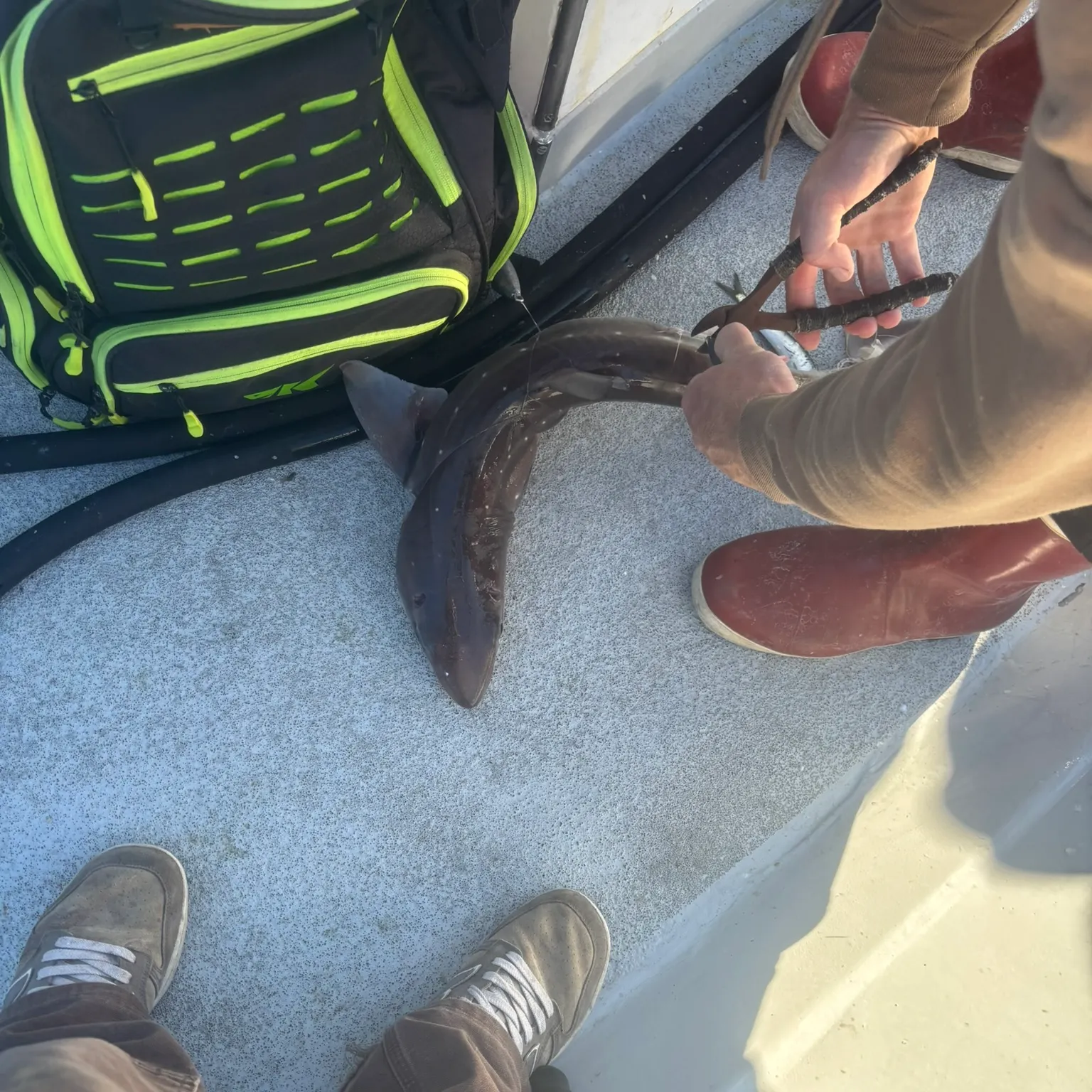 recently logged catches