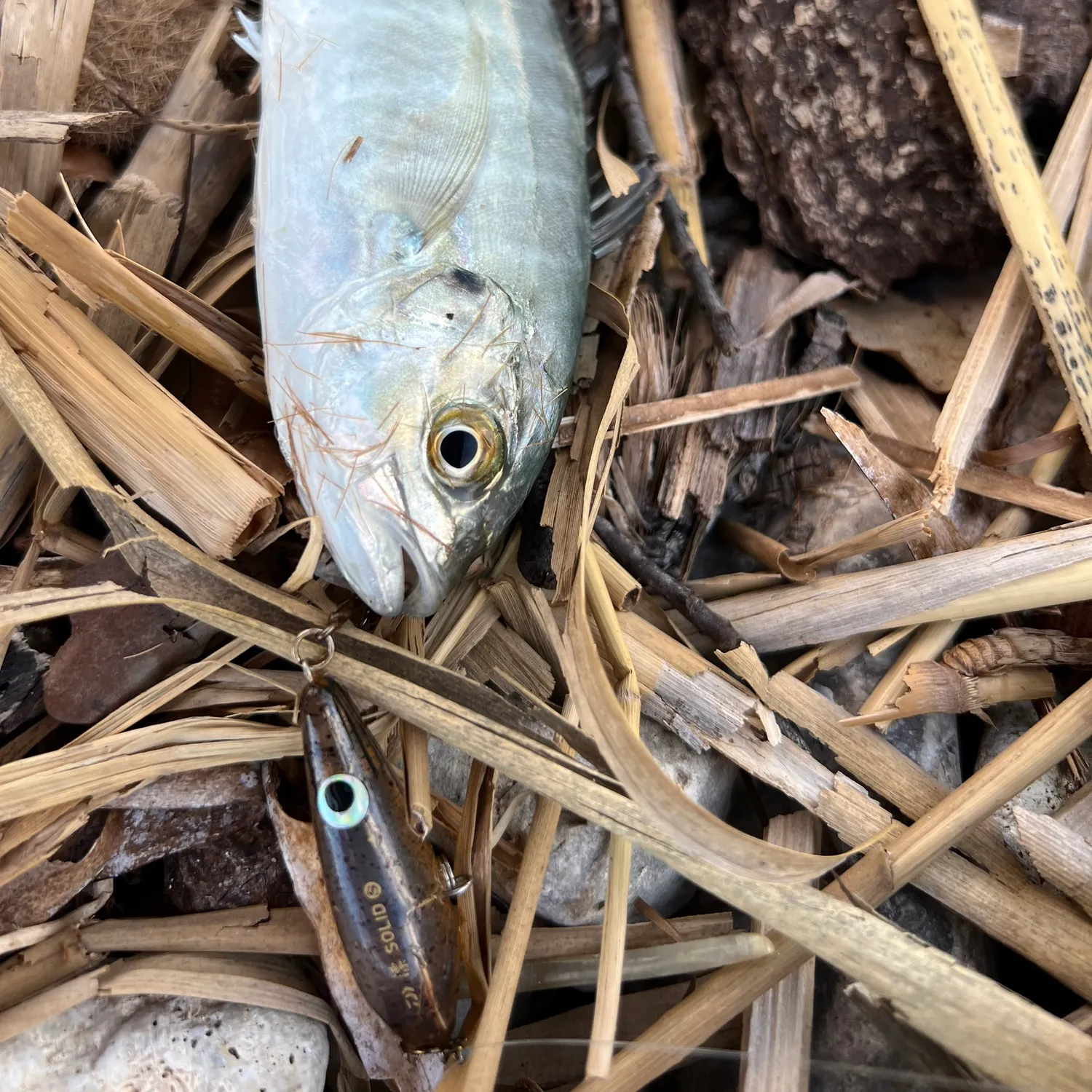 The most recent Blue runner catches on Fishbrain