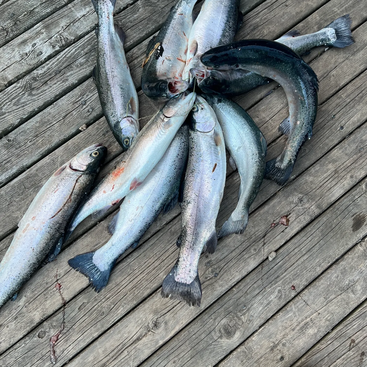 recently logged catches