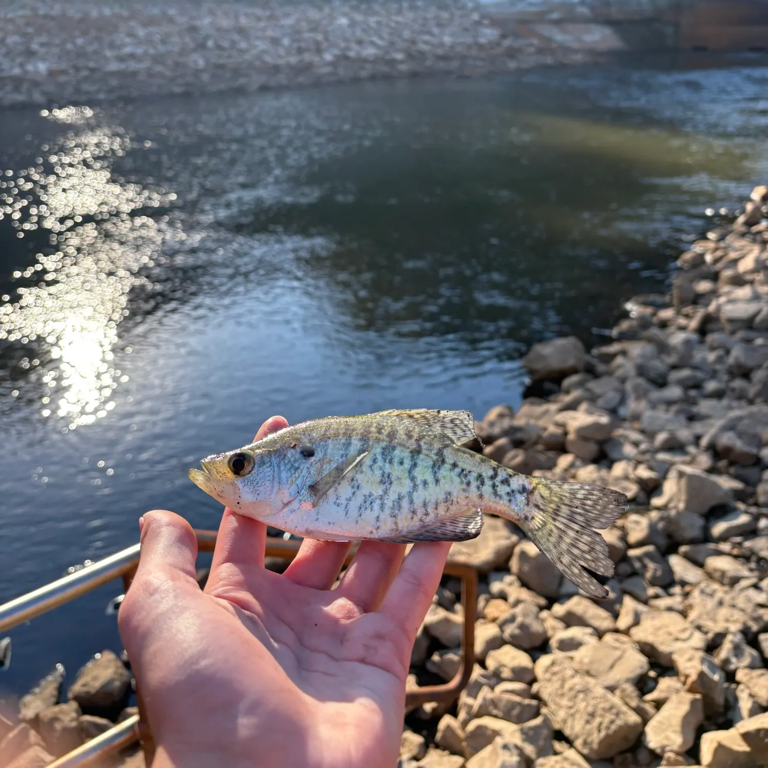 White crappie caught on Fishbrain