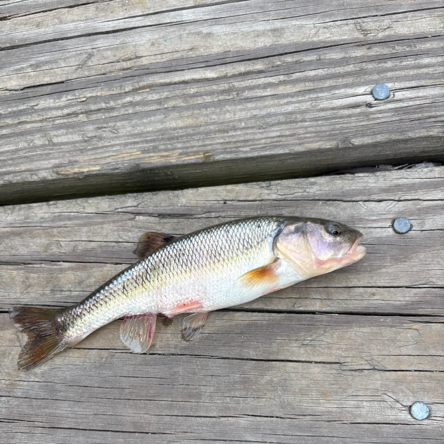 Creek chub caught on Fishbrain