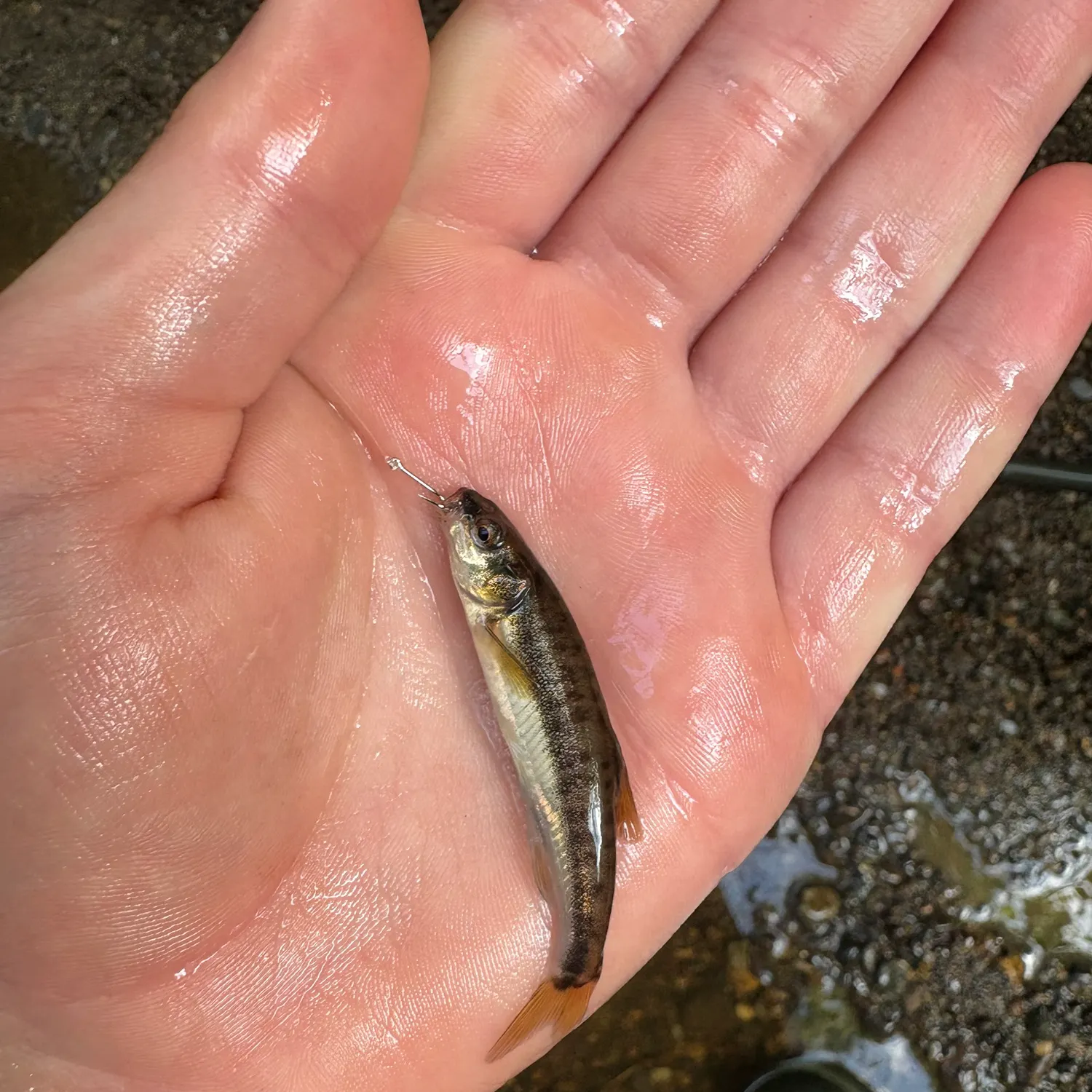 The most recent Eurasian minnow catches on Fishbrain