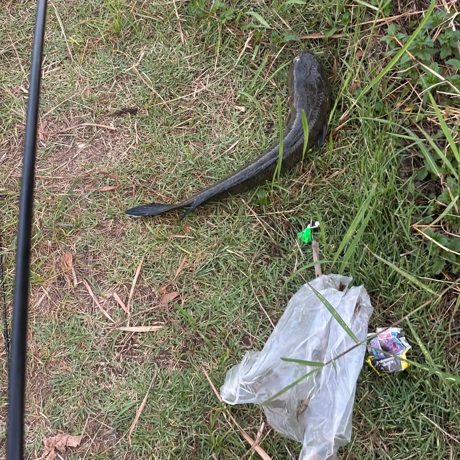 Fish caught on Fishbrain