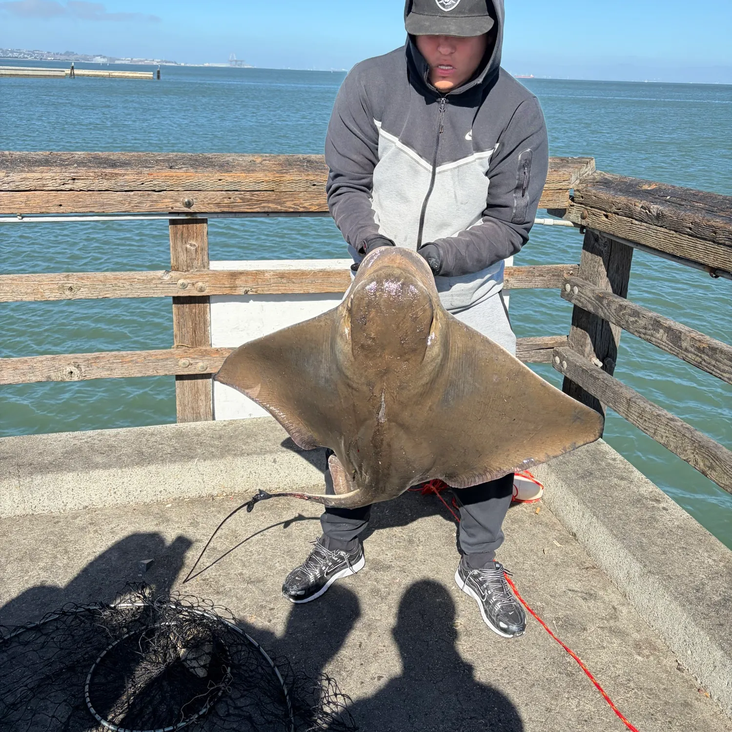 Bat eagle ray caught on Fishbrain