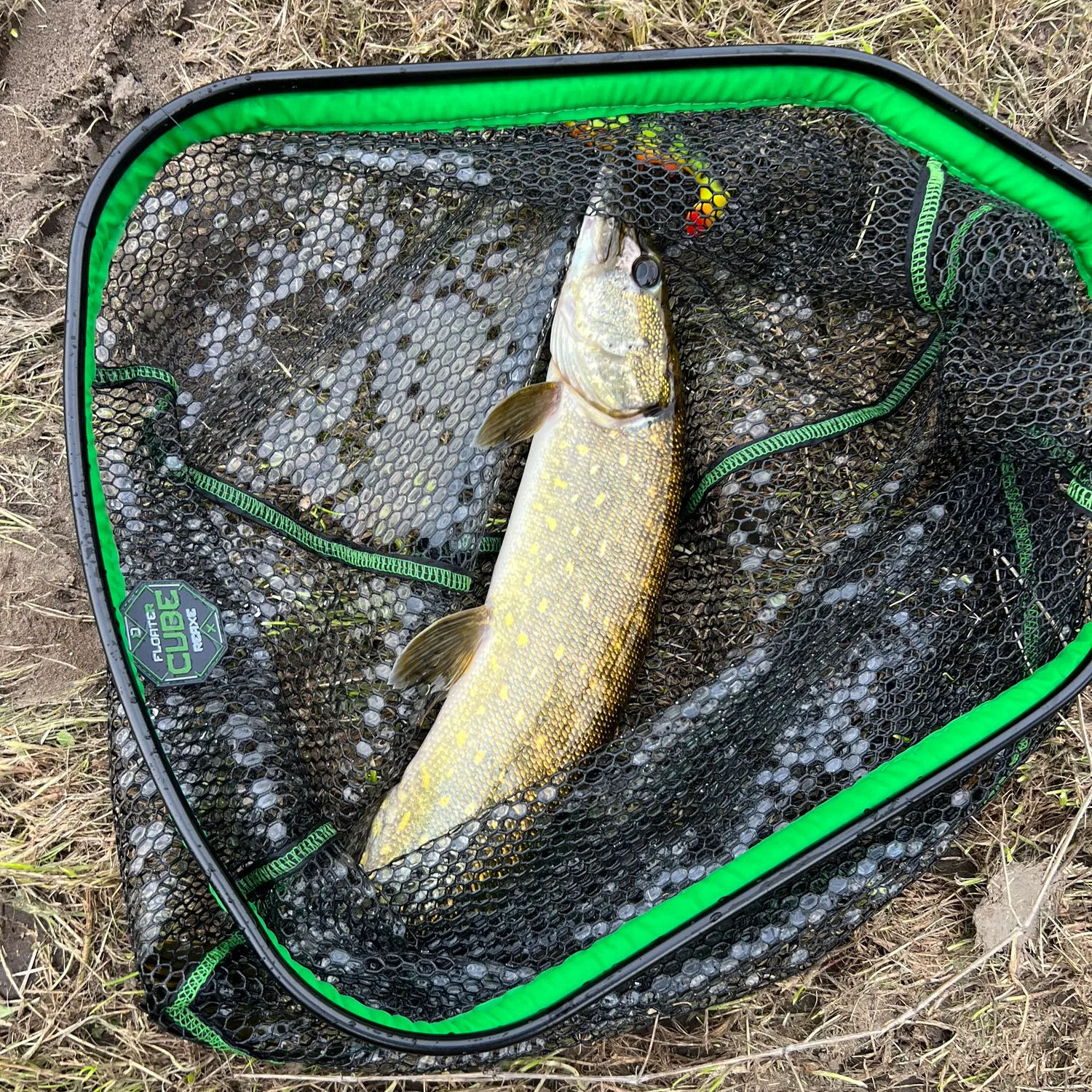 Northern pike caught on Fishbrain