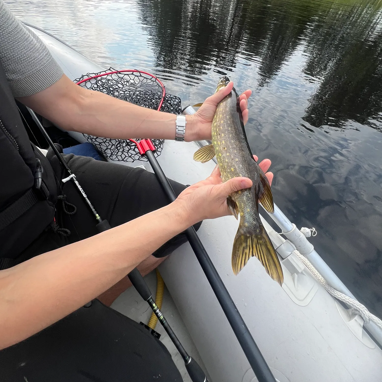 Northern pike caught on Fishbrain