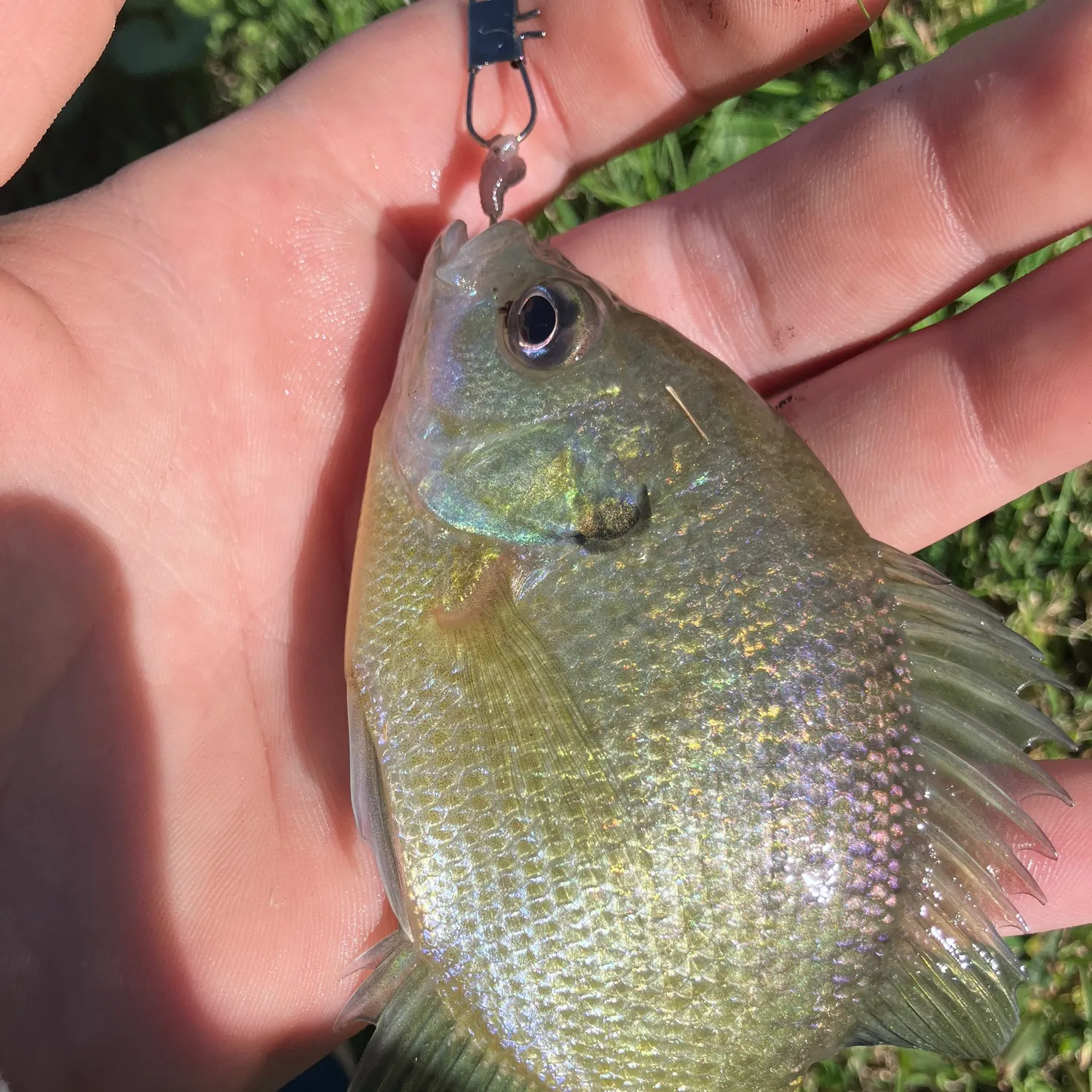 Bluegill caught on Fishbrain