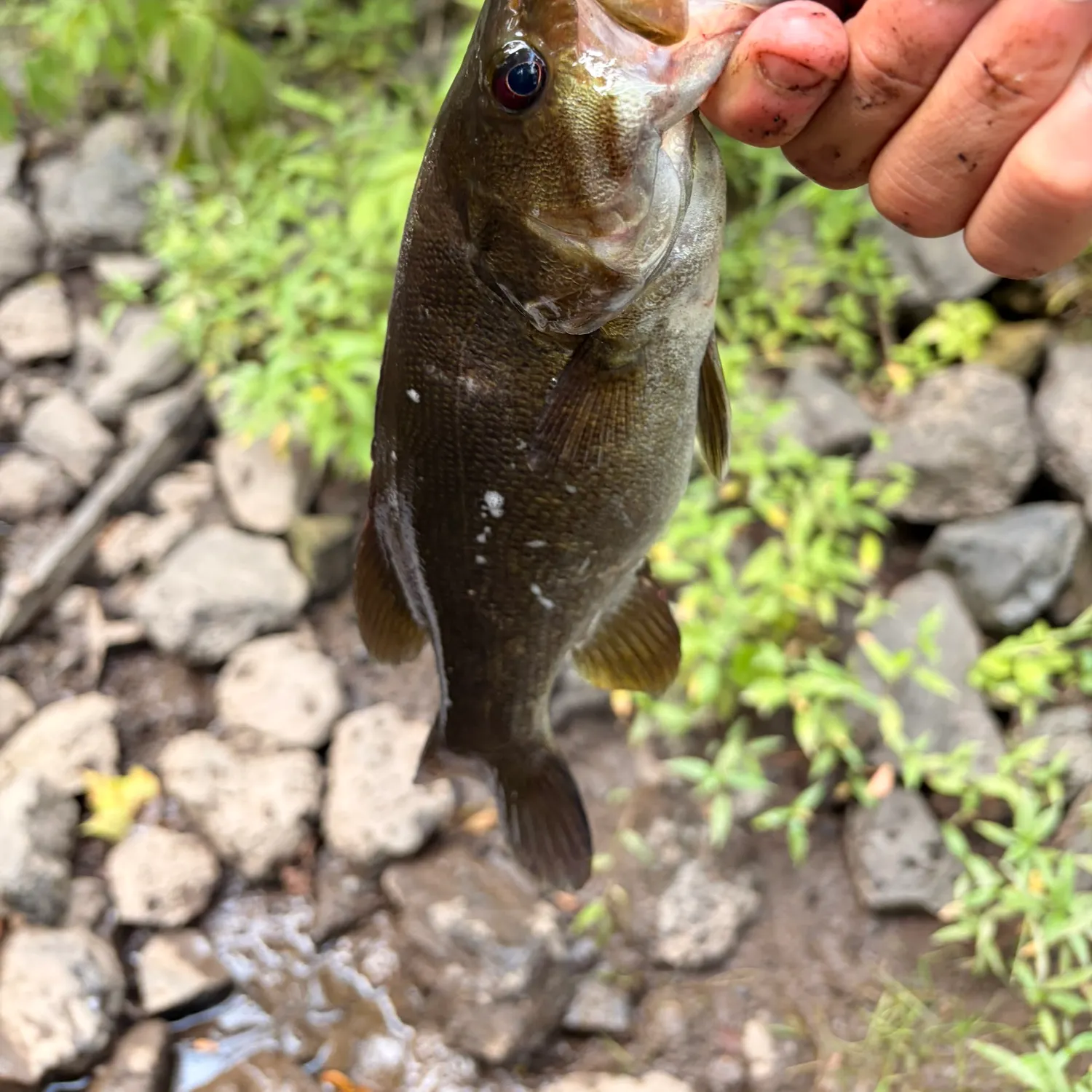 Smallmouth bass caught on Fishbrain