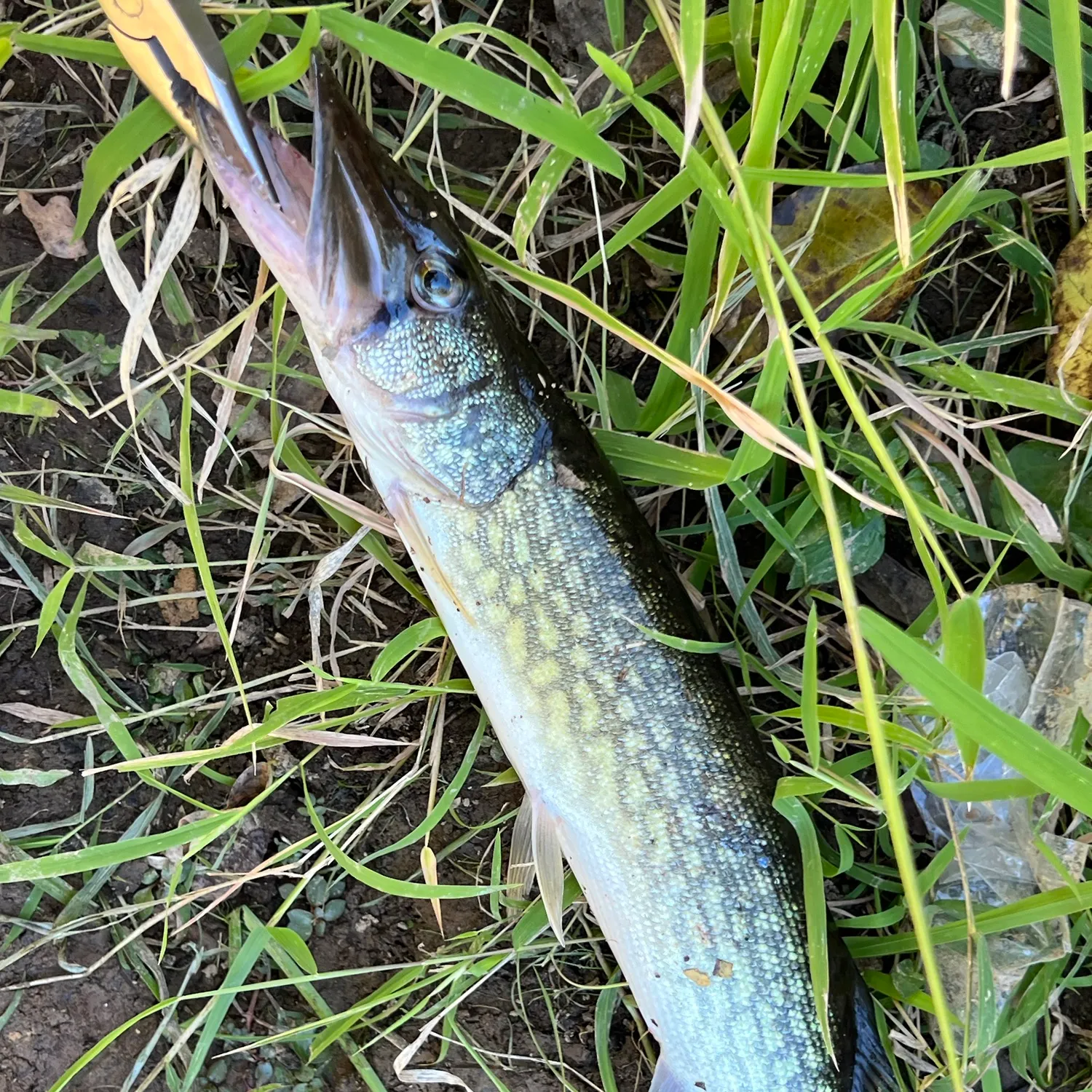 Chain pickerel caught on Fishbrain