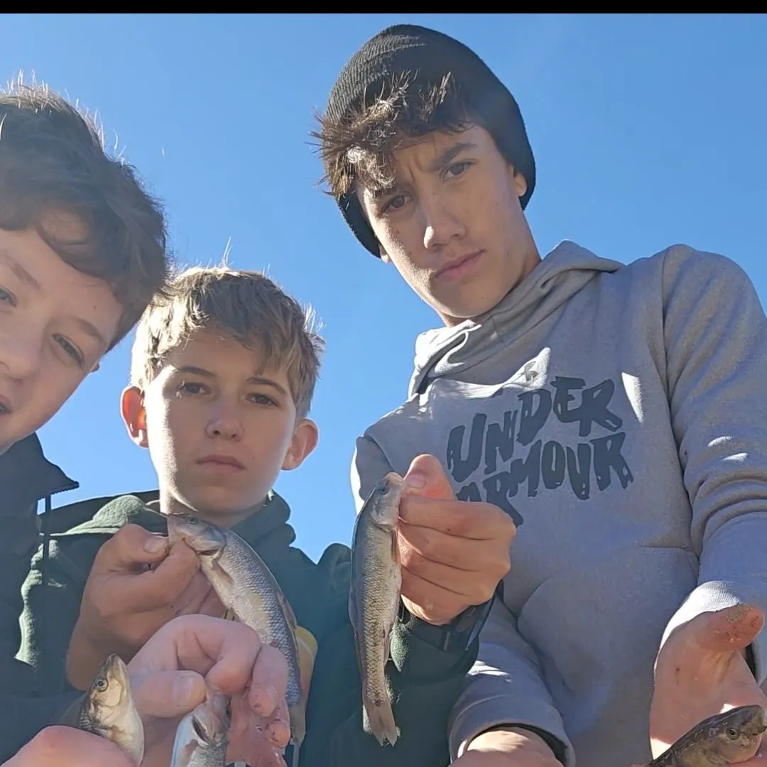 Creek chub caught on Fishbrain