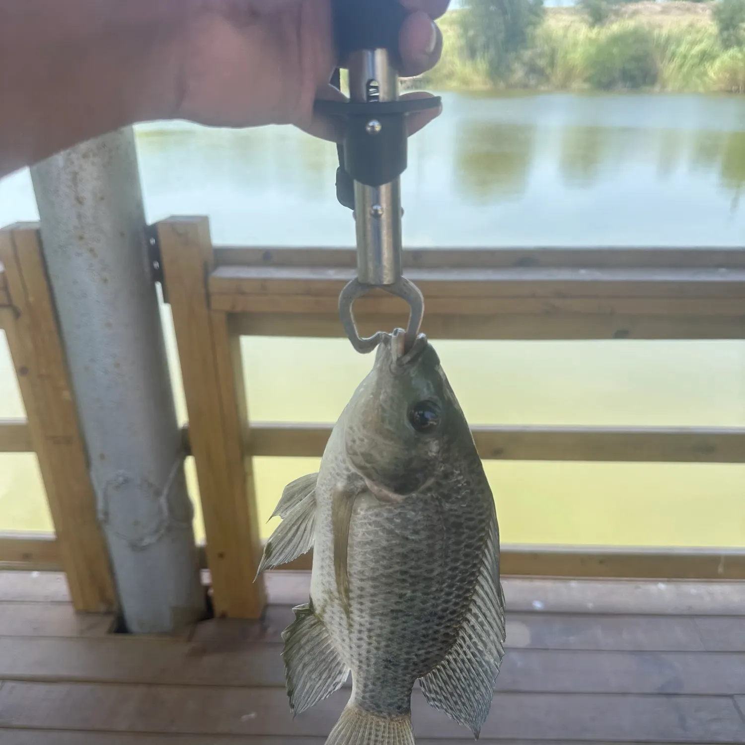 Nile tilapia caught on Fishbrain
