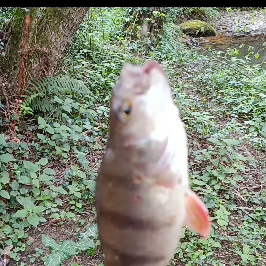 European perch caught on Fishbrain