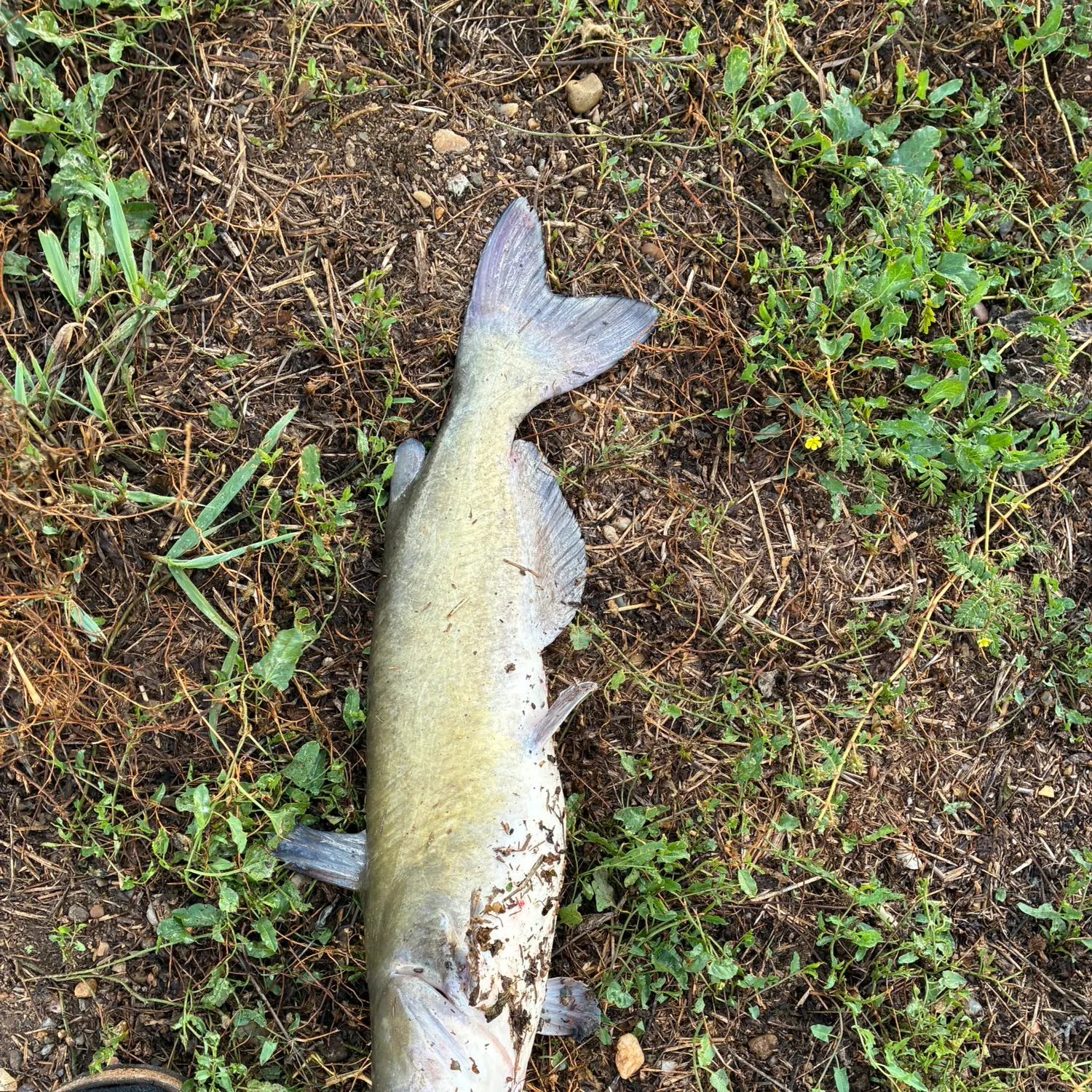 Channel catfish caught on Fishbrain