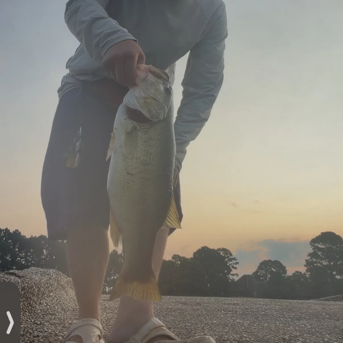 The most recent Largemouth bass catches on Fishbrain