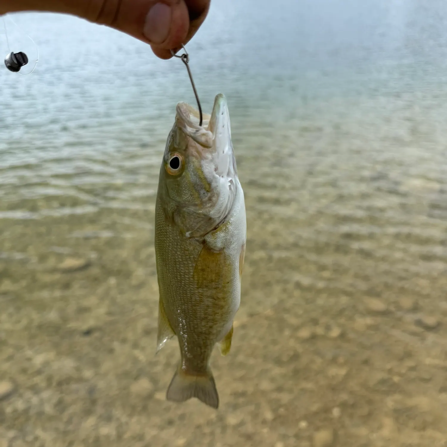 Spotted bass caught on Fishbrain