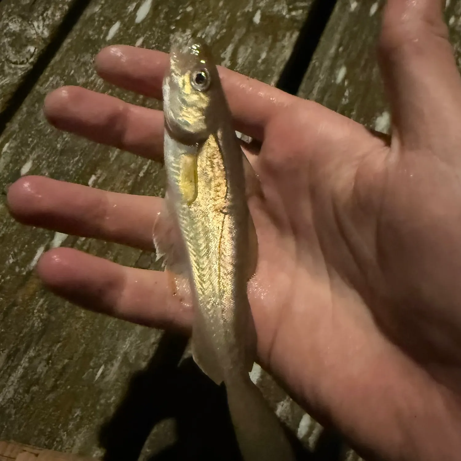 Whiting caught on Fishbrain