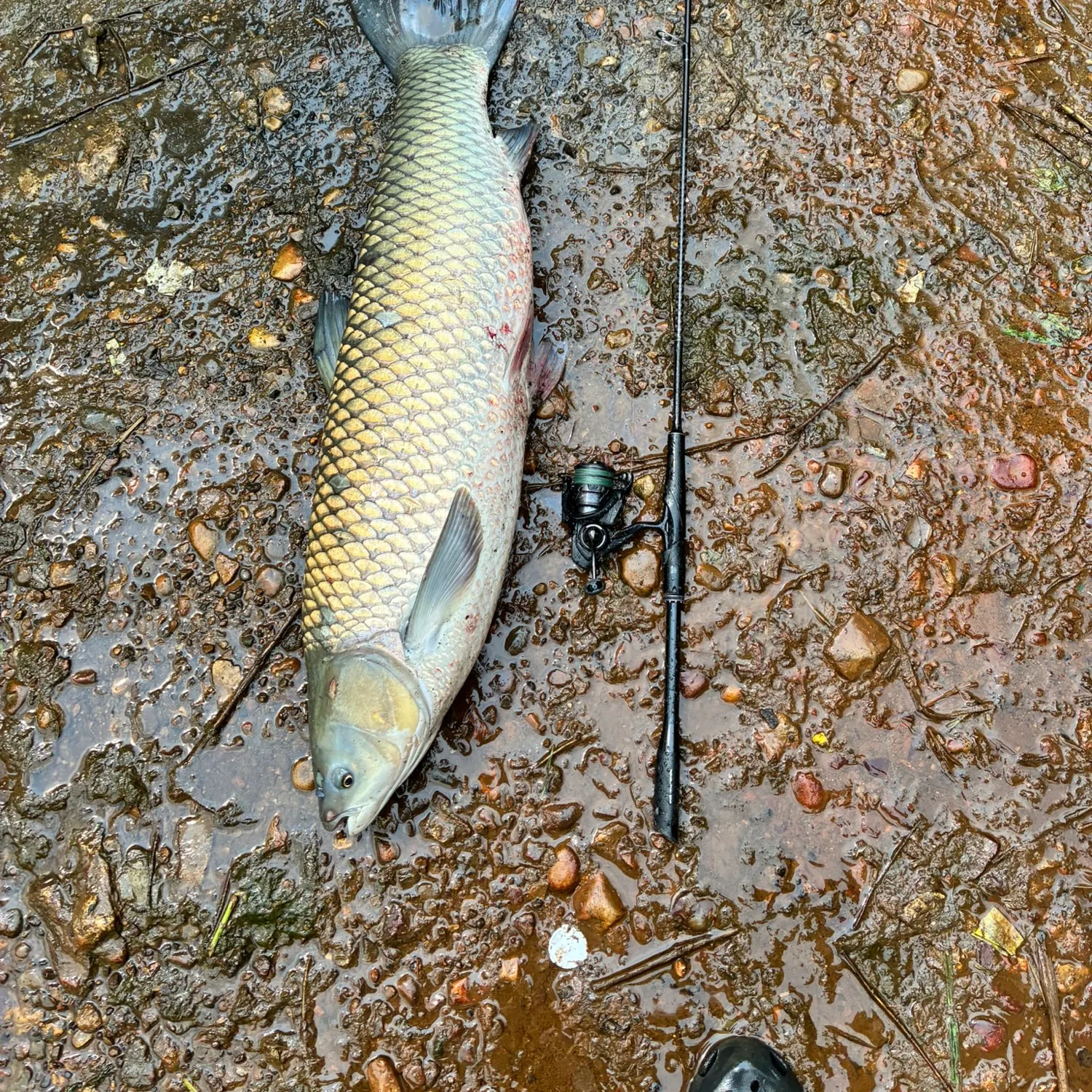The most recent Grass carp catches on Fishbrain