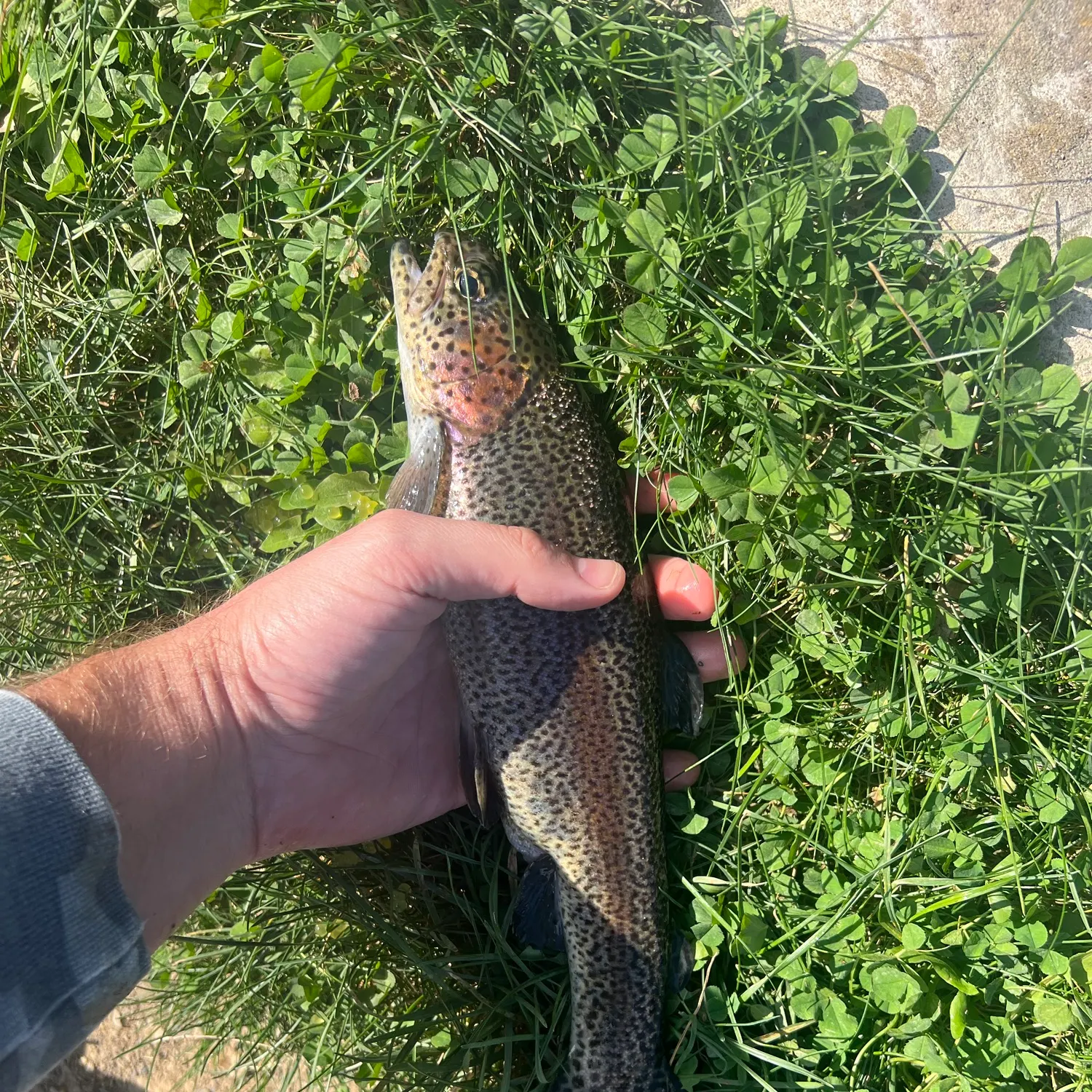 Rainbow trout caught on Fishbrain