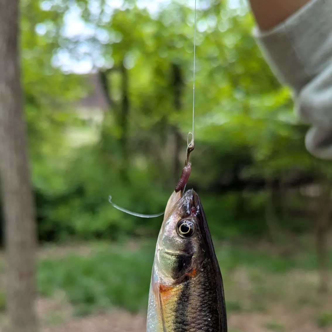 The most recent Striped shiner catches on Fishbrain