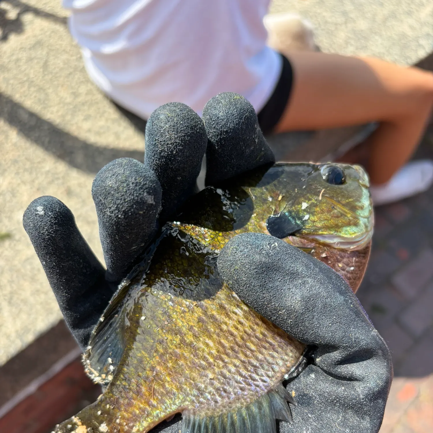 Bluegill caught on Fishbrain