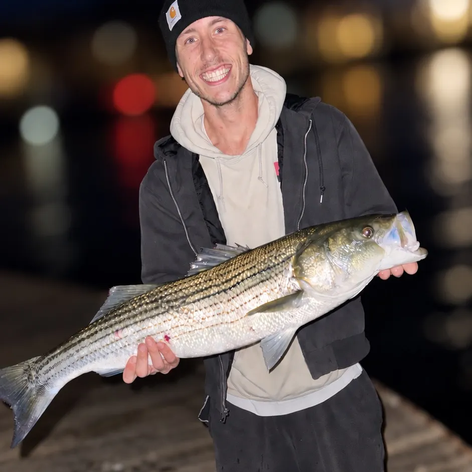Striped bass caught on Fishbrain