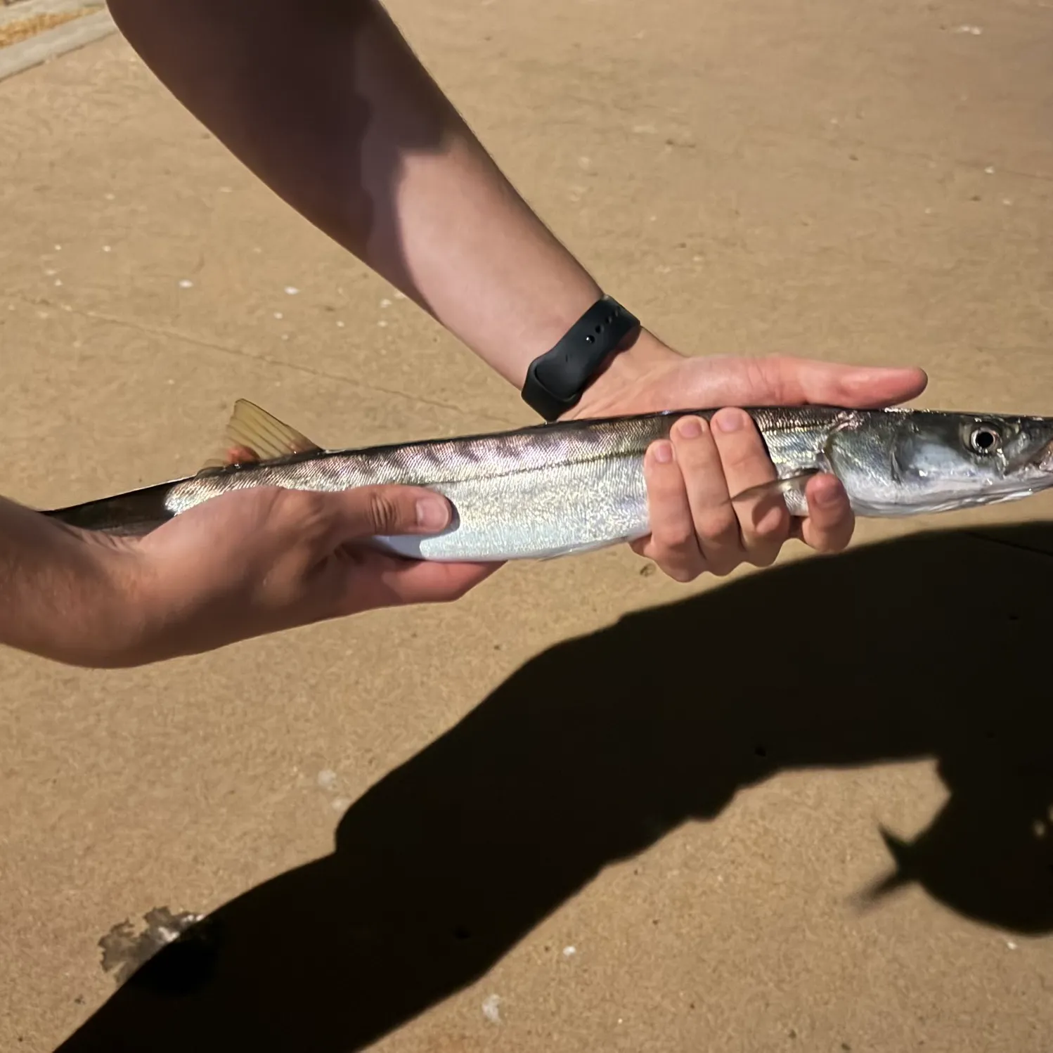 The most recent Pacific barracuda catches on Fishbrain