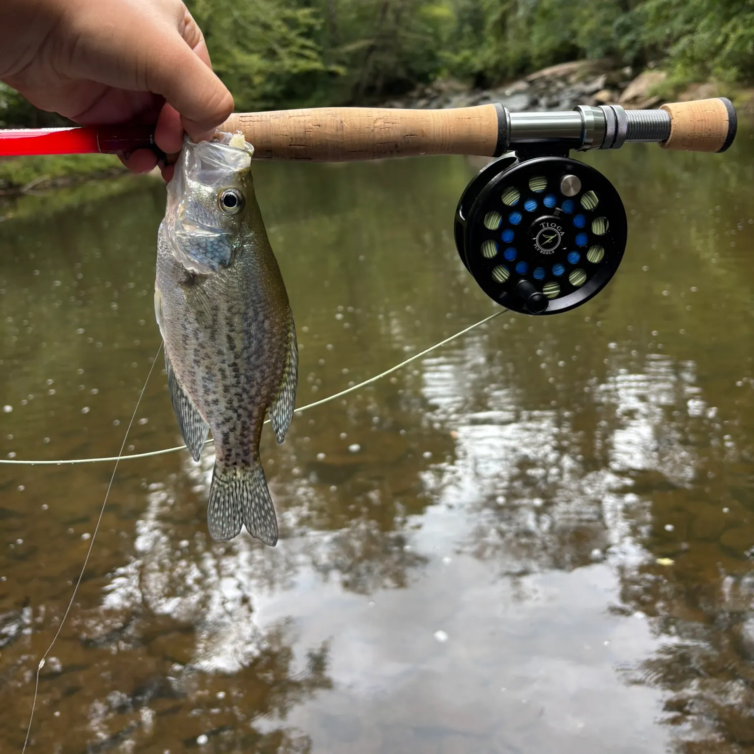 Black crappie caught on Fishbrain