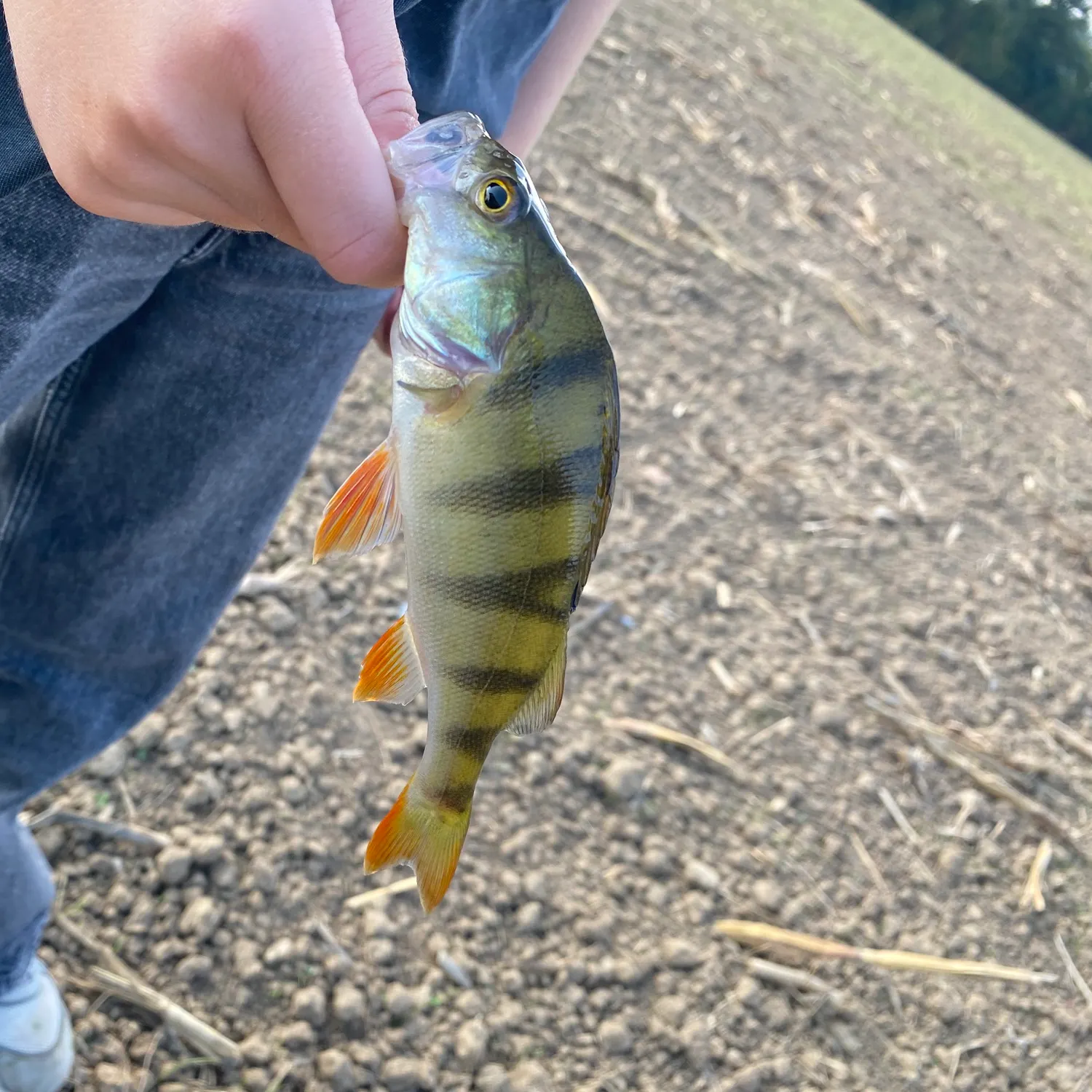 European perch caught on Fishbrain