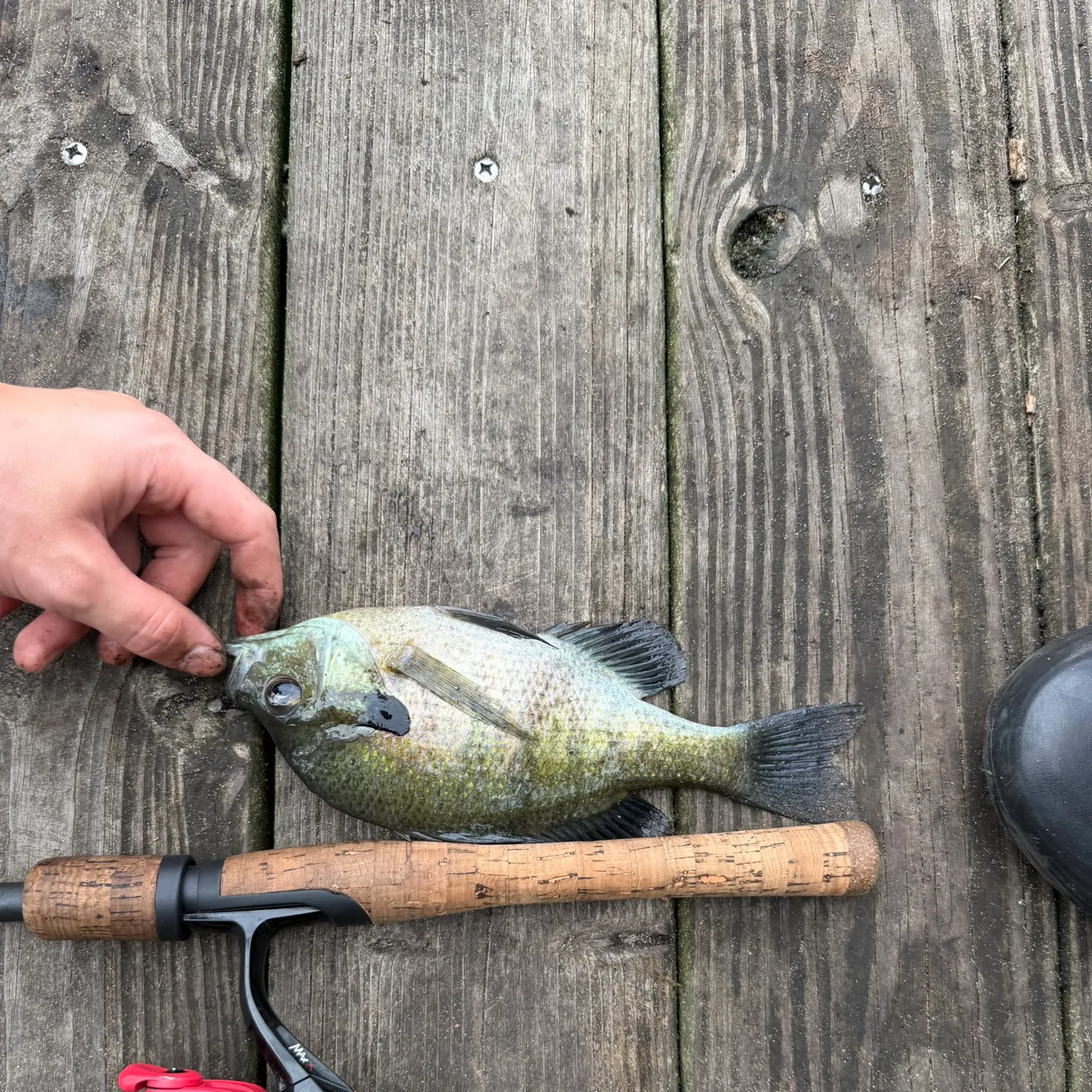 Bluegill caught on Fishbrain