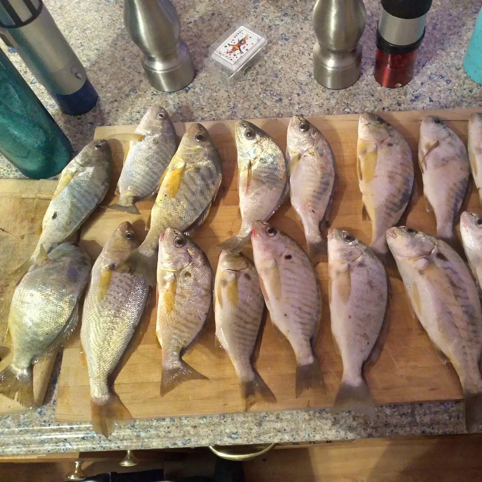 recently logged catches