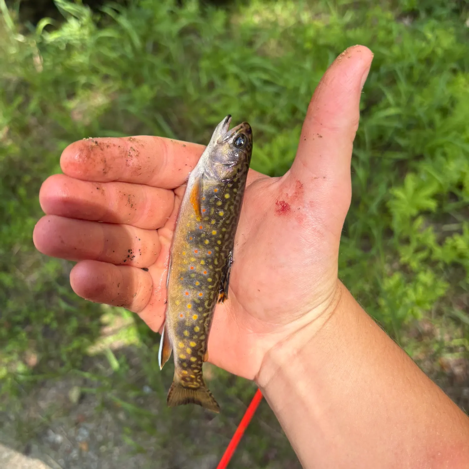Brook trout caught on Fishbrain