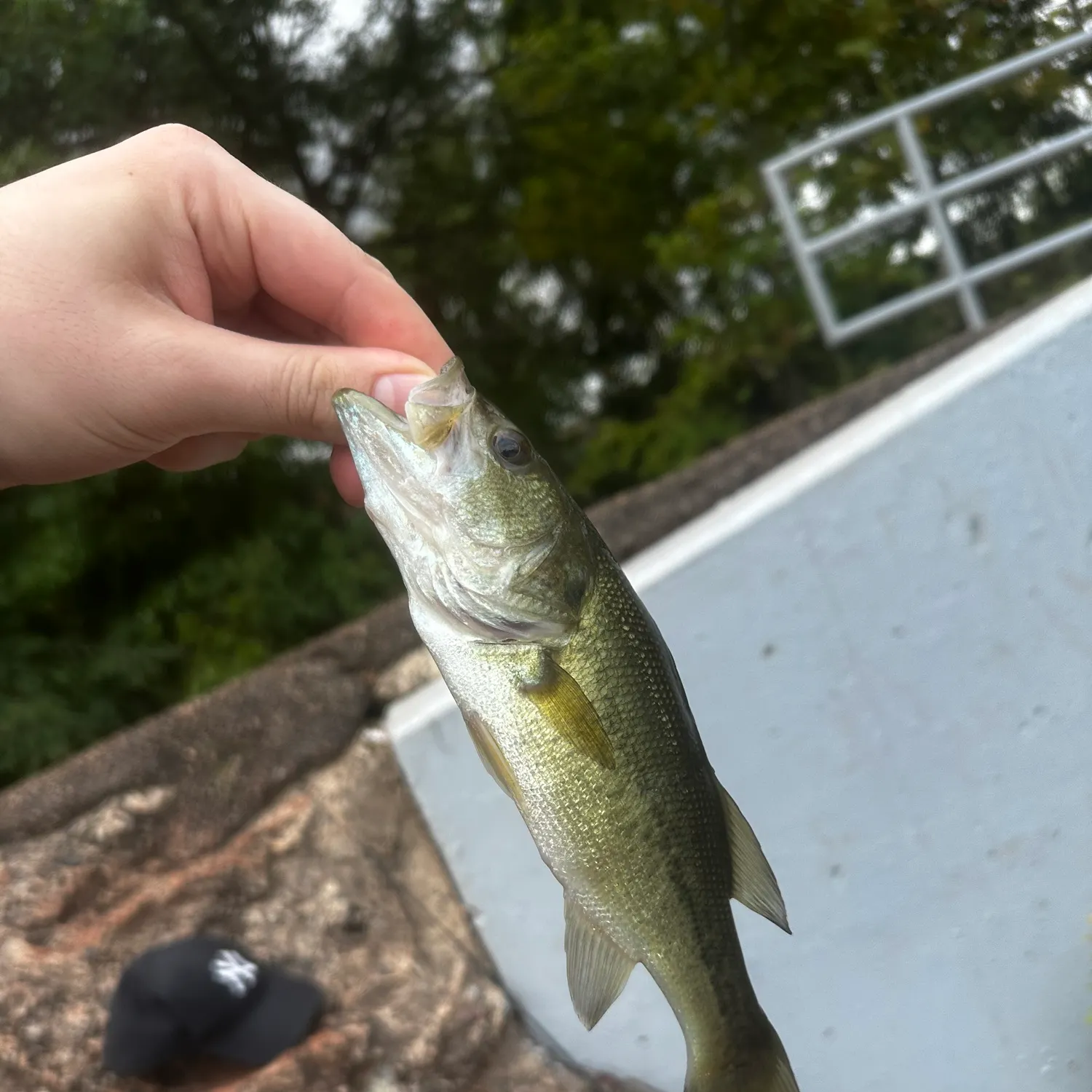 Smallmouth bass caught on Fishbrain
