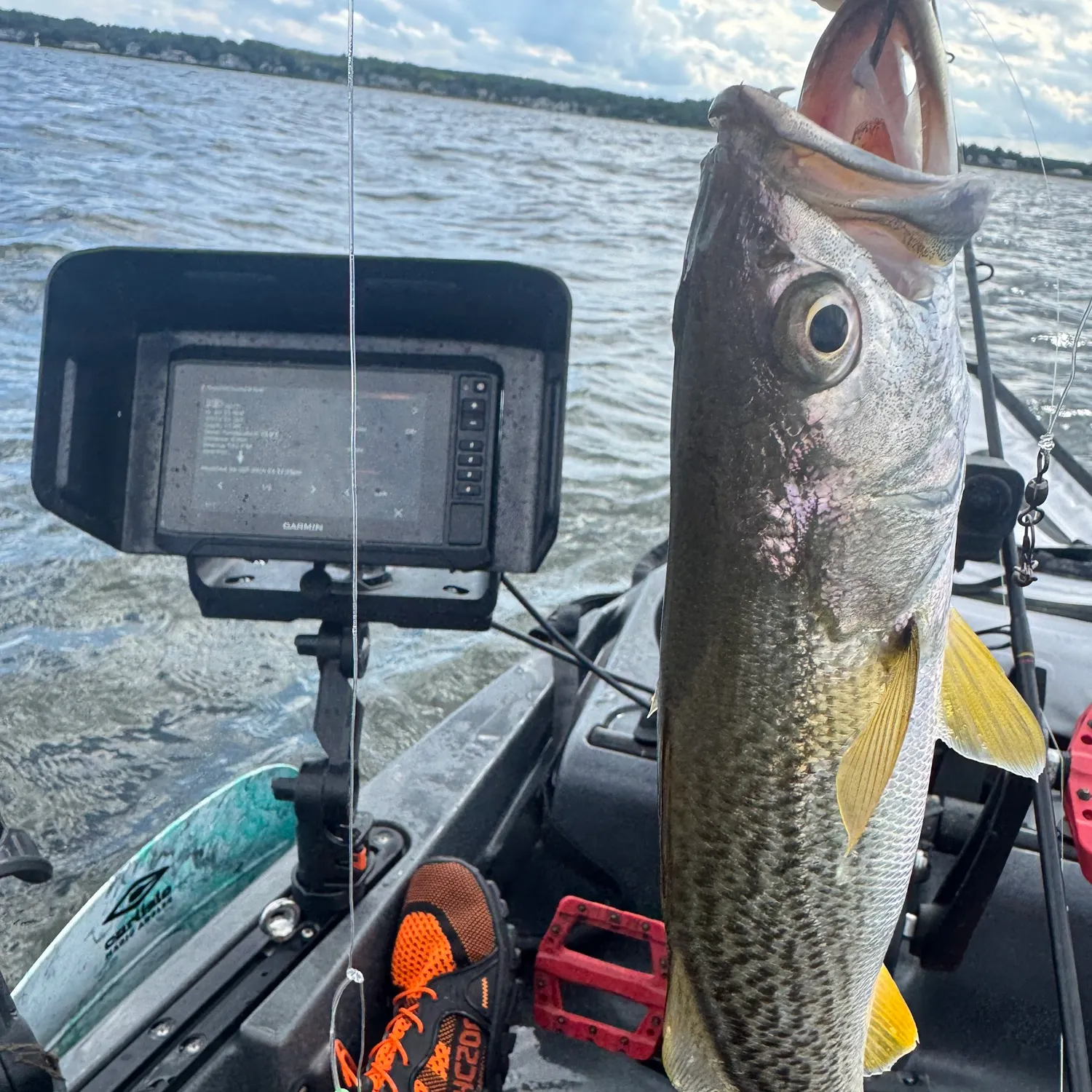 Gray weakfish caught on Fishbrain
