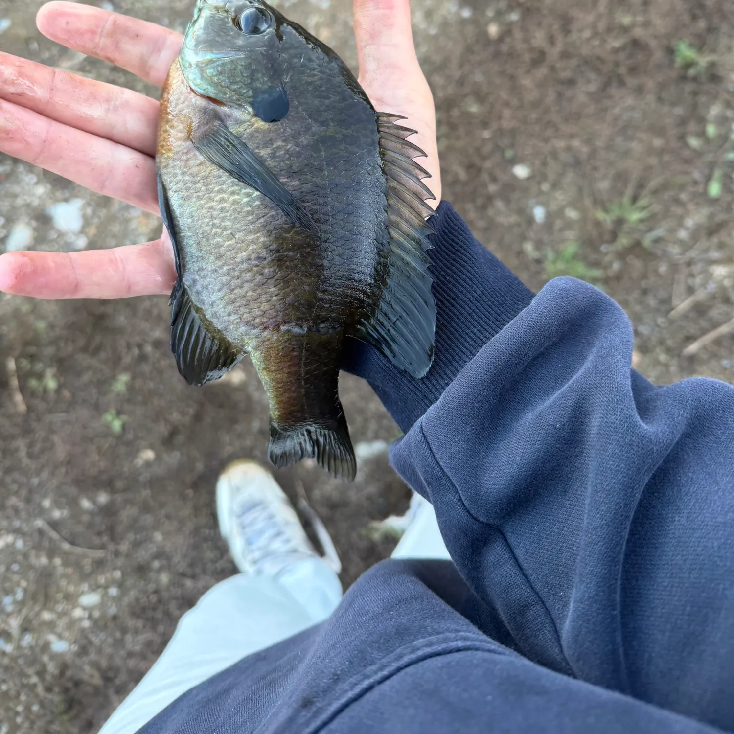 Bluegill caught on Fishbrain
