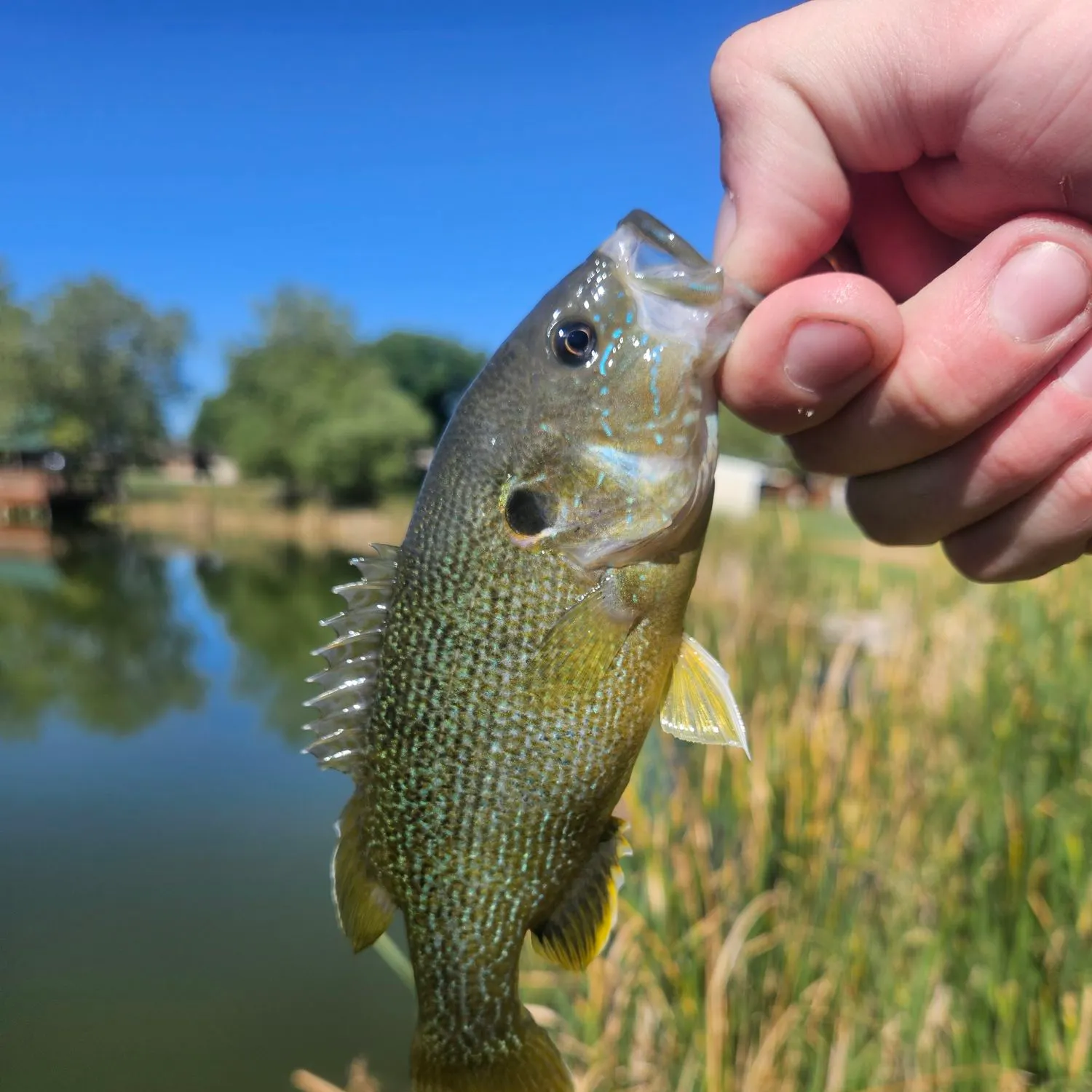 Green sunfish caught on Fishbrain