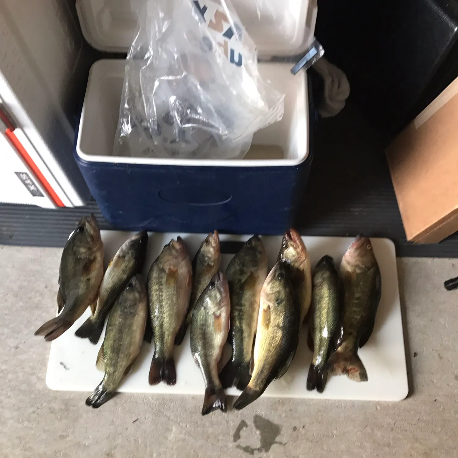 recently logged catches