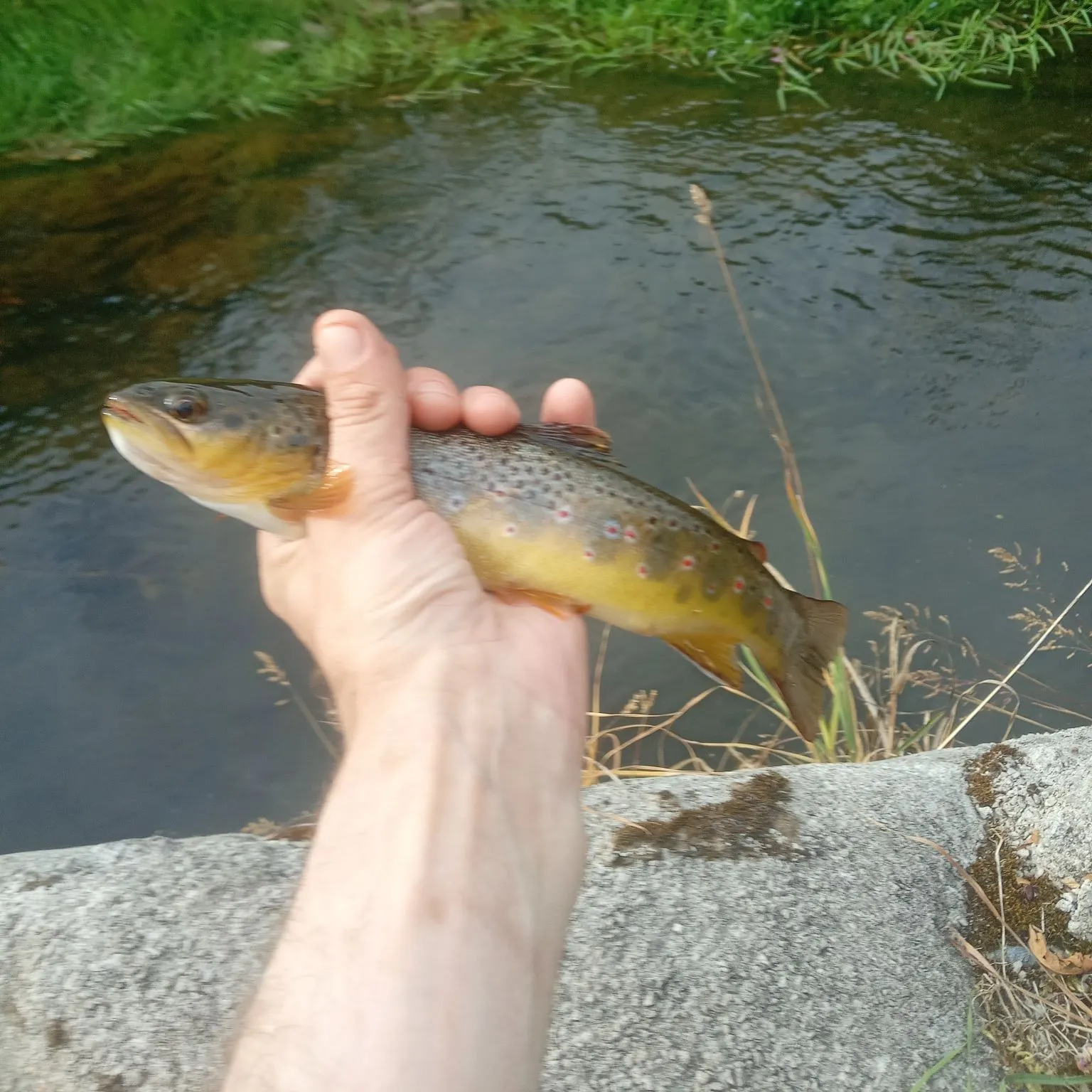 Brown trout caught on Fishbrain