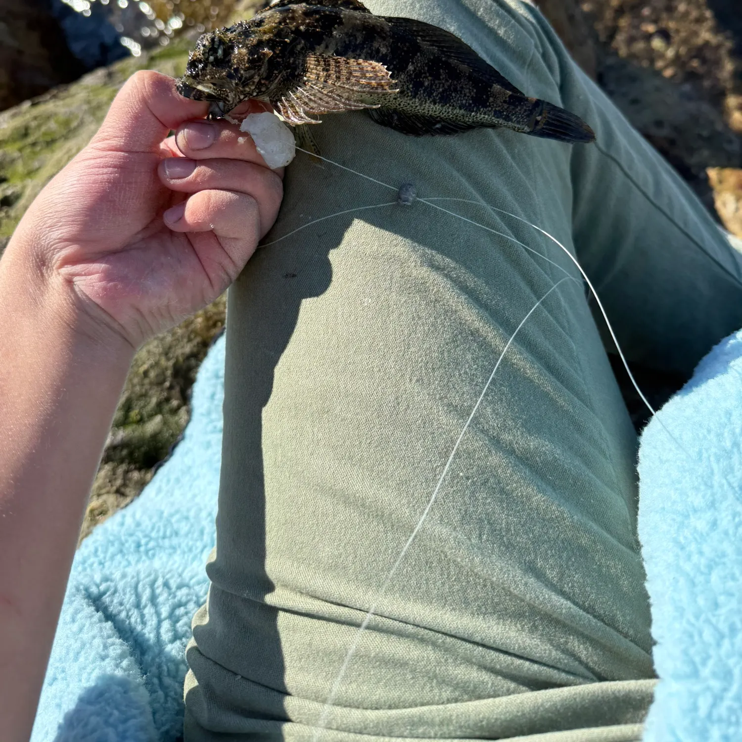The most recent Woolly sculpin catches on Fishbrain