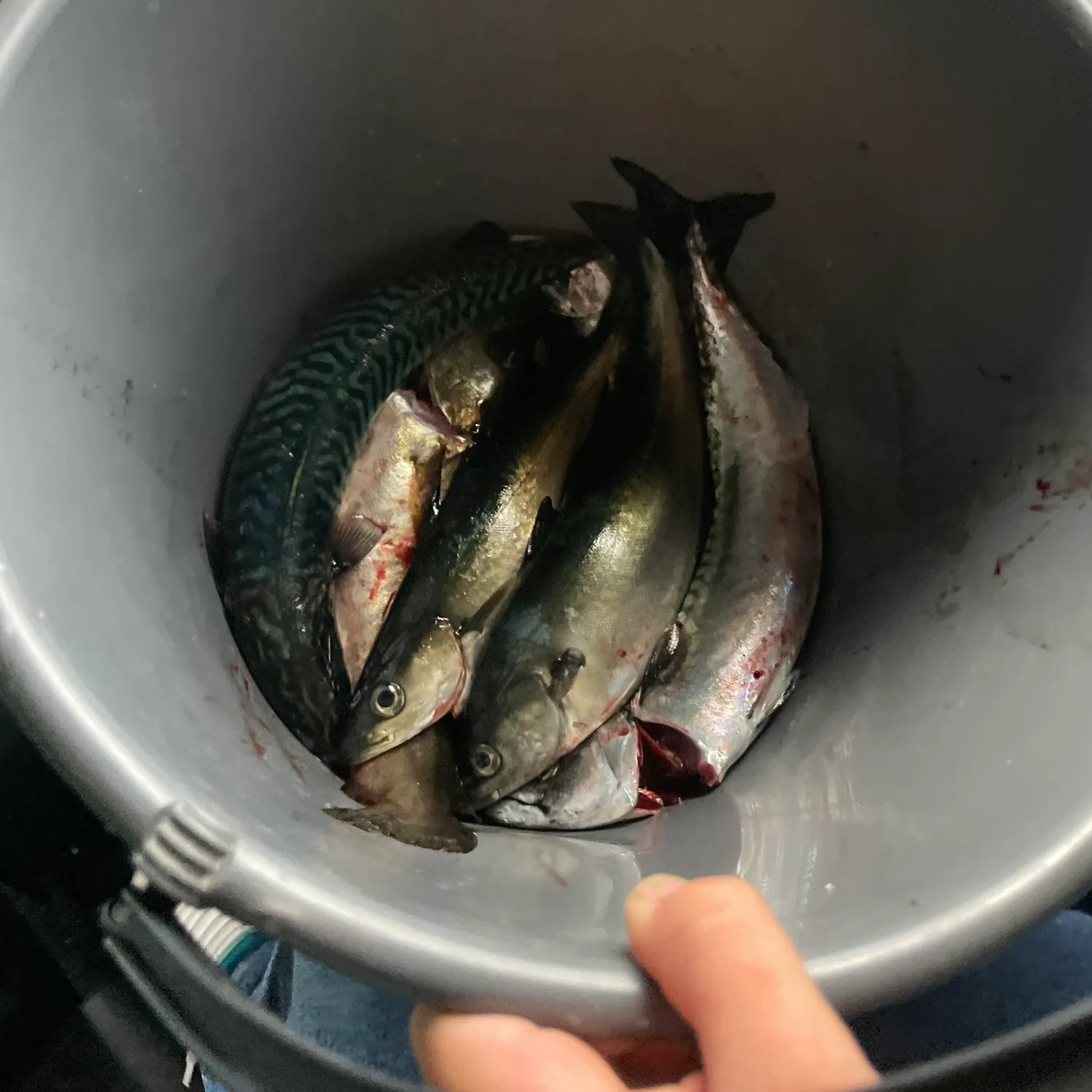 Pollack caught on Fishbrain