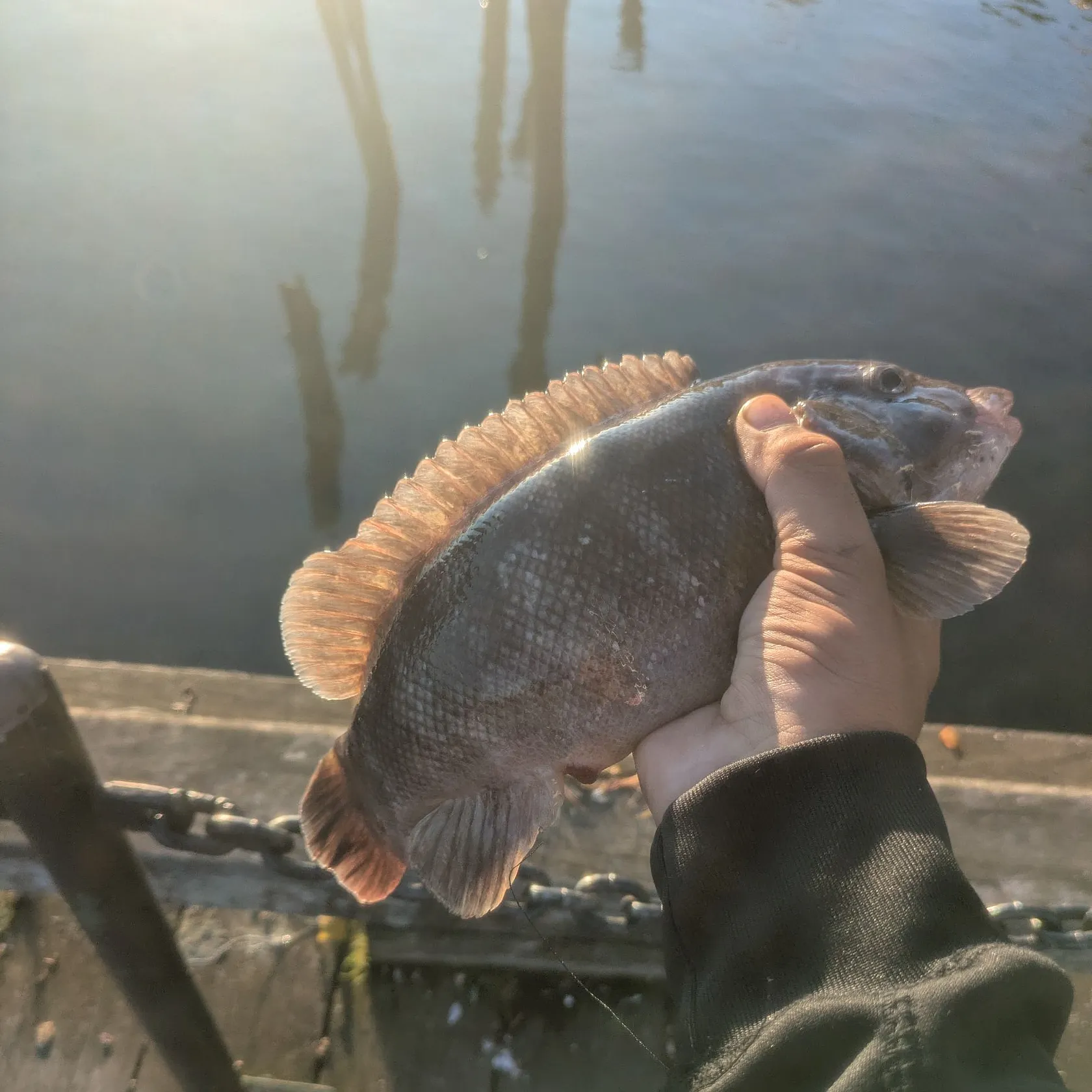 Tautog caught on Fishbrain