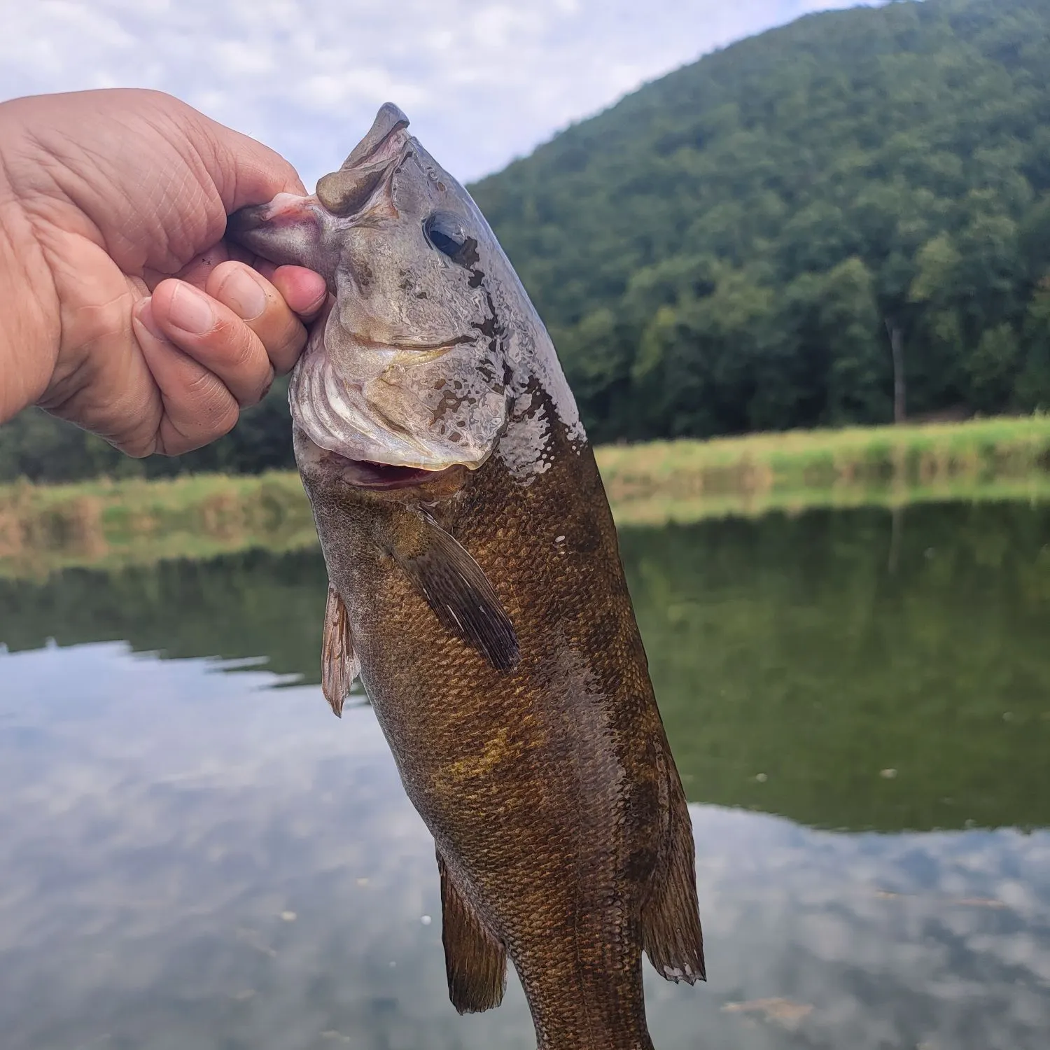 Smallmouth bass caught on Fishbrain