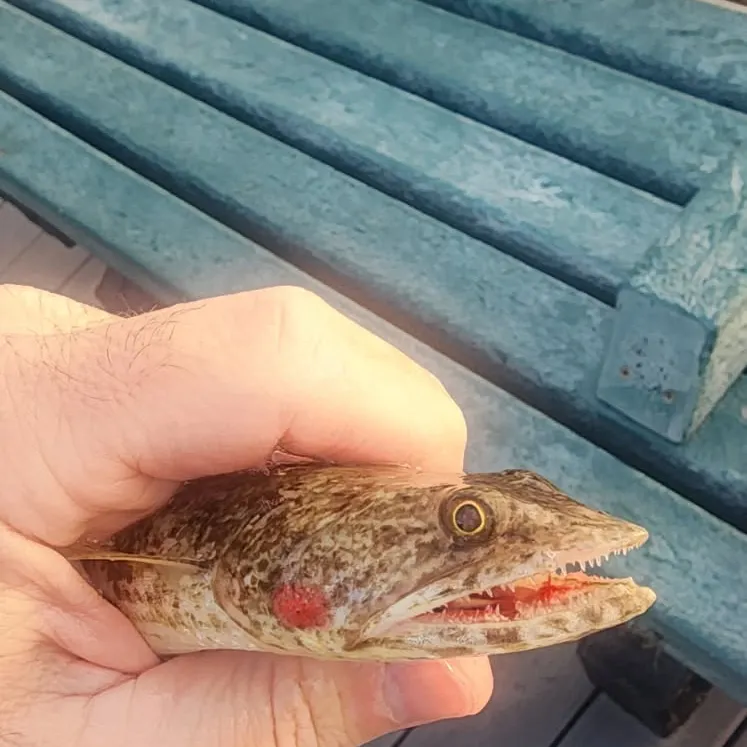 The most recent Inshore lizardfish catches on Fishbrain