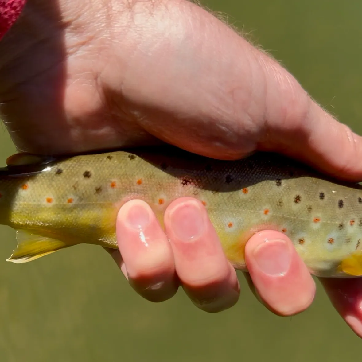 Brown trout caught on Fishbrain