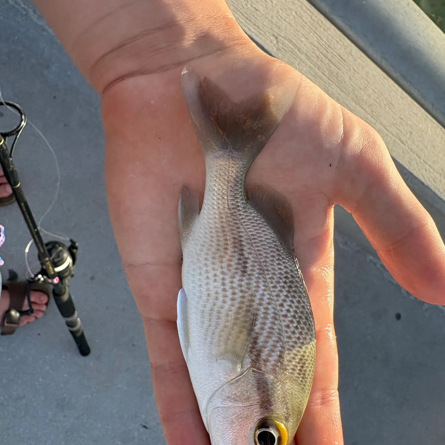 The most recent Tomtate grunt catches on Fishbrain