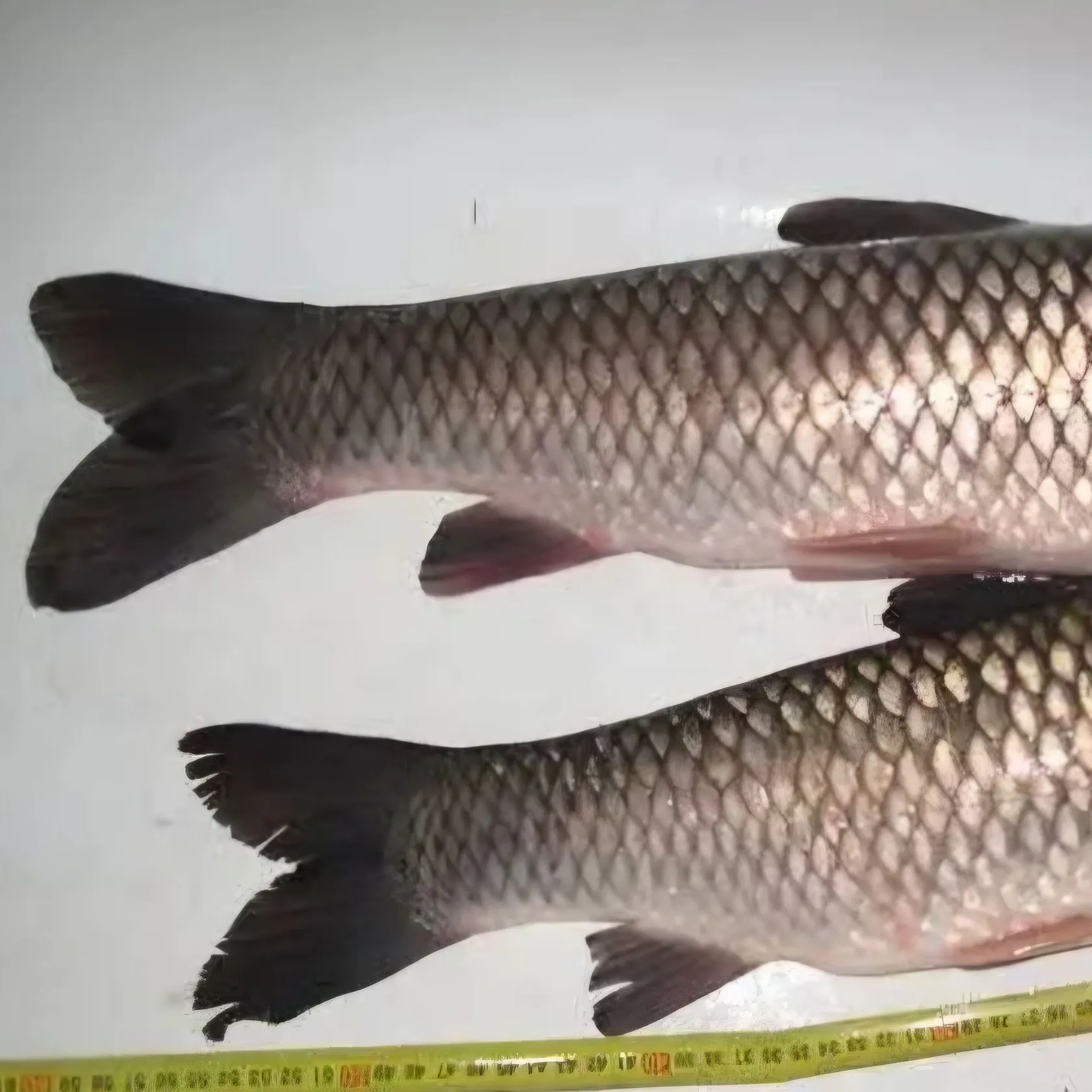 Grass carp caught on Fishbrain