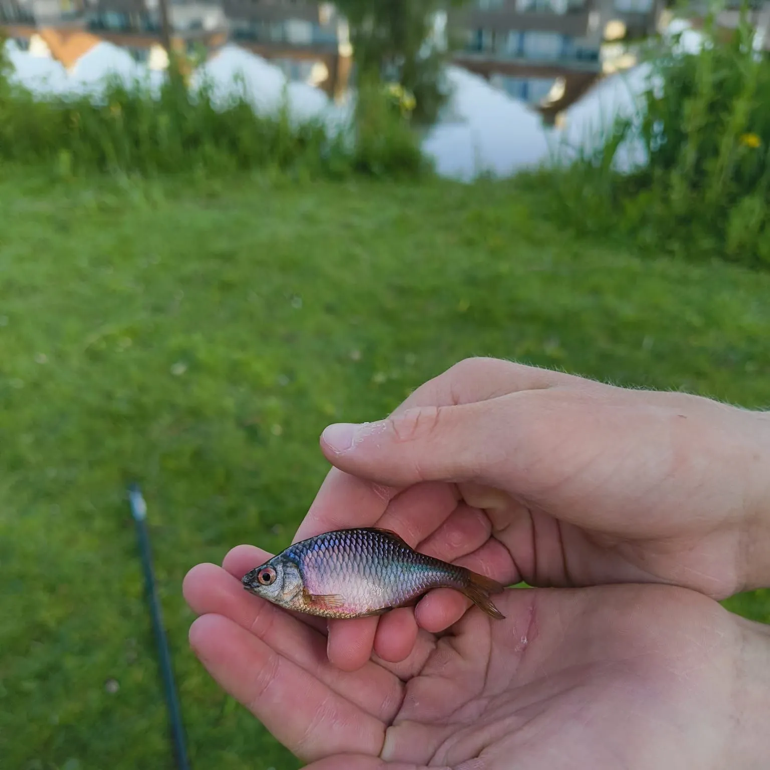 The most recent European bitterling catches on Fishbrain