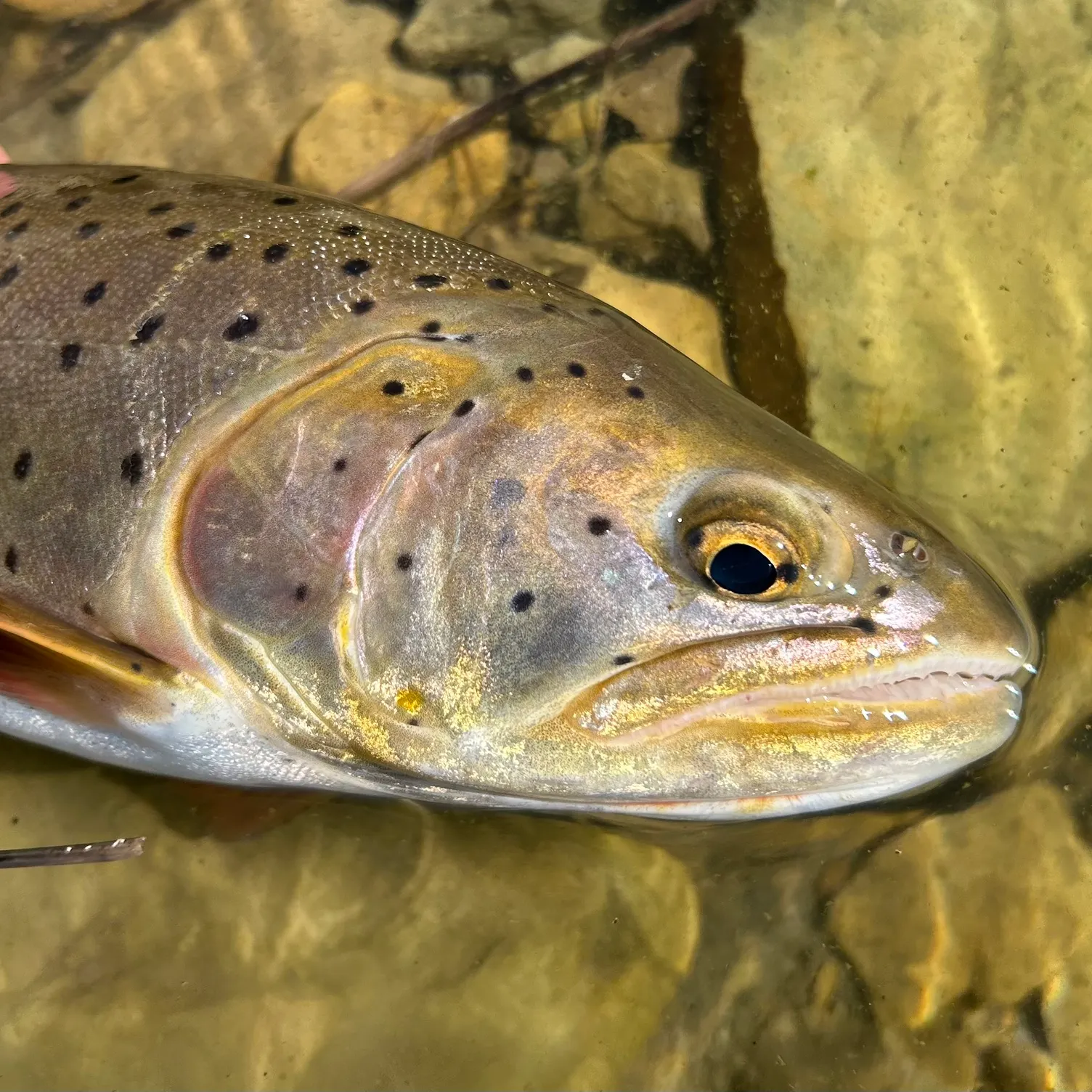 The most recent Bear Lake cutthroat trout catches on Fishbrain