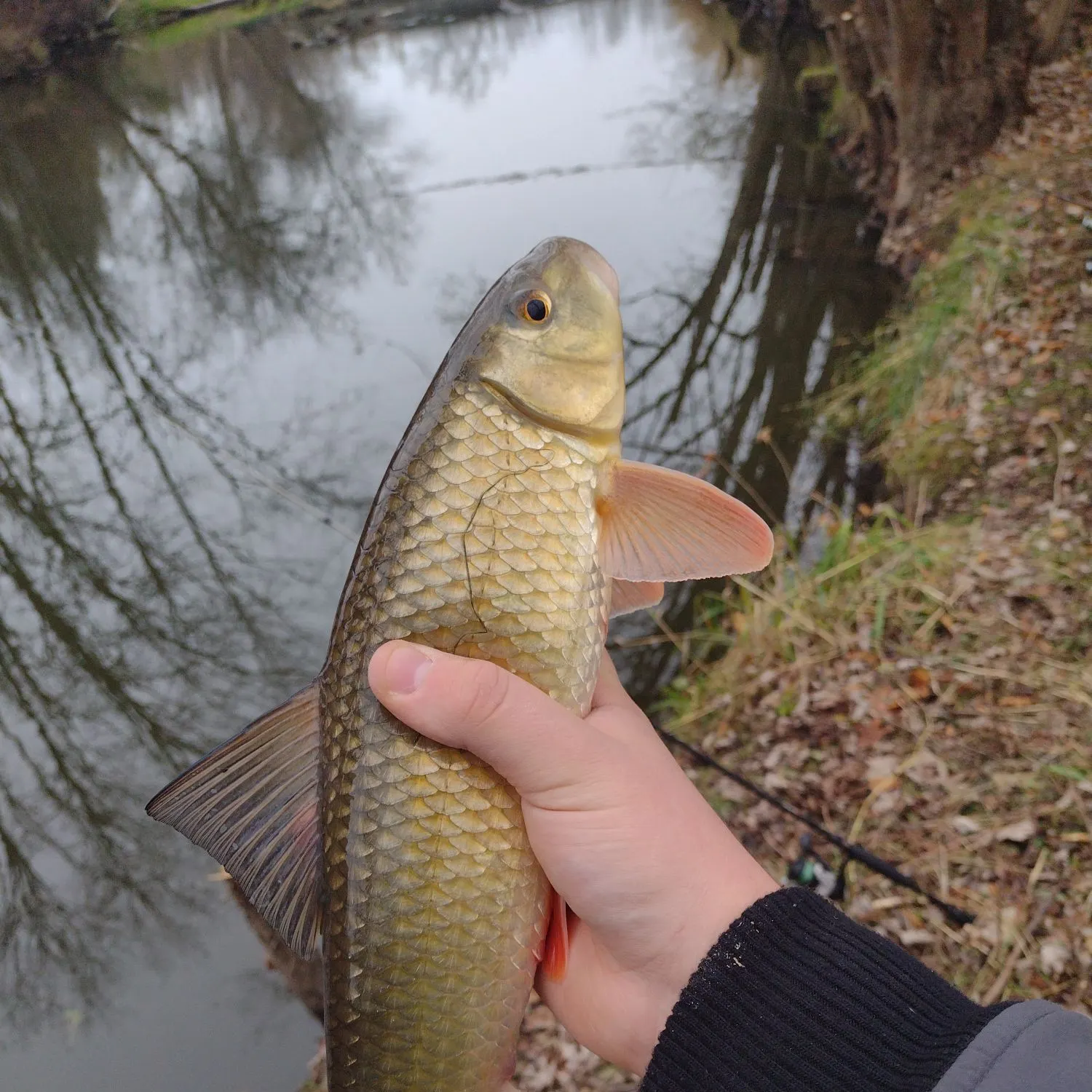 The most recent Smallmouth redhorse catches on Fishbrain