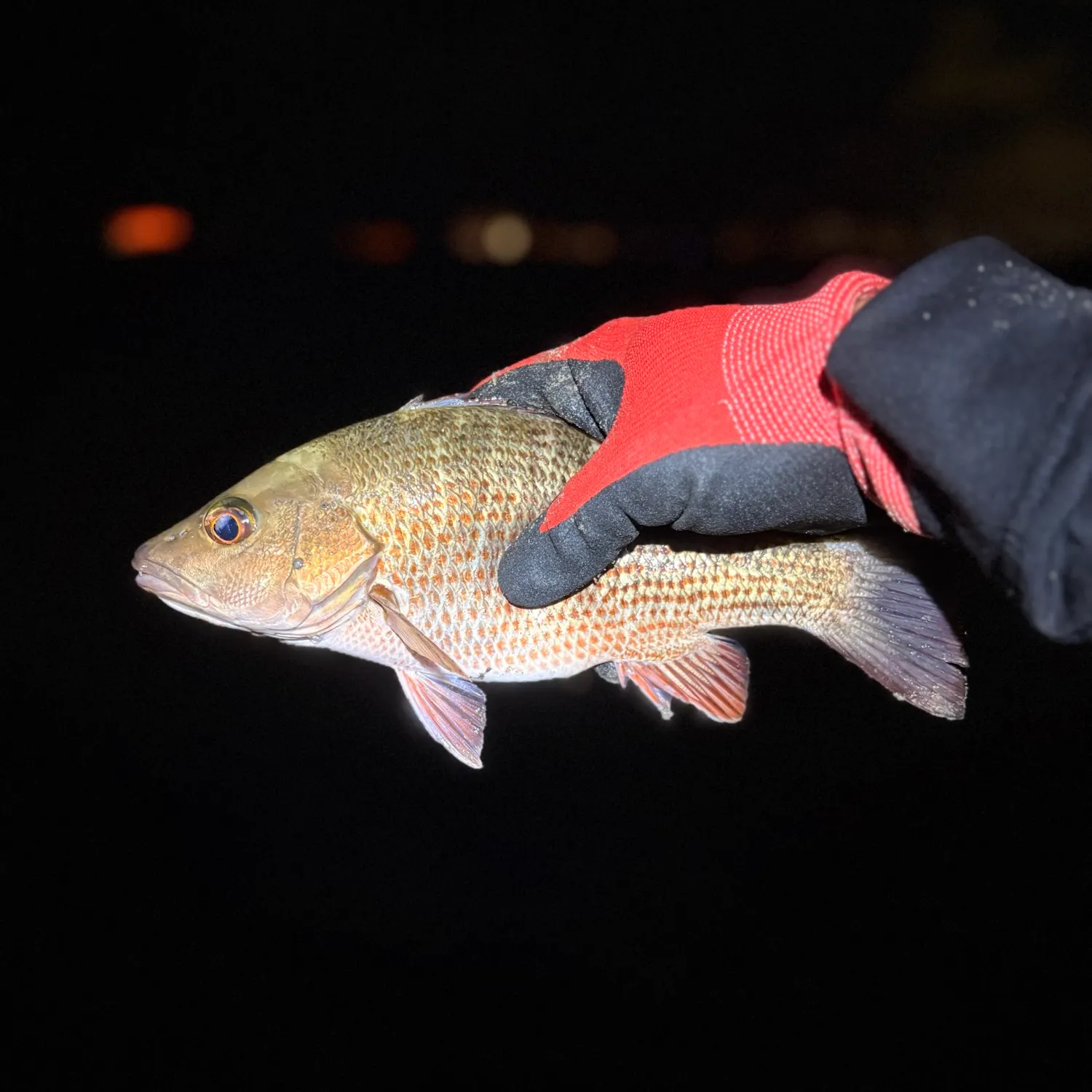 Mangrove snapper caught on Fishbrain